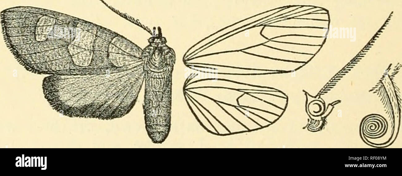 . Catalogue of Lepidoptera Phalaenae in the British Museum. Moths. 438 ARCTIAD^. 2015. Calidota morosa. (Plate XLIX. fig. 23.) Opkanis morosus, Schaus, P. Z. S. 1892, p. 282. S. Pale grey-brown ; palpi, anteuiiae, tibiae, and tarsi tinged with fuscous; abdomen whitish, the dorsum to 5th segment and segmental rings grey-brown. Fore wing with traces of oblique subbasal shade ; a prominent oblique medial shade from subcostal nervure to just below median nervure with semihyaliue patches before and beyond it, the latter bounded by a curved shade between veins 7 and 3. Hind wing semihyaline, the vei Stock Photo
