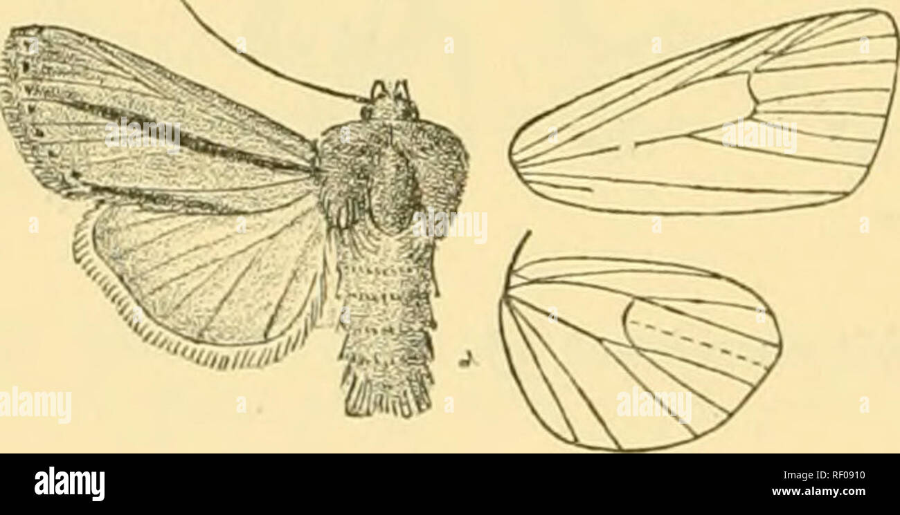 . Catalogue of the Lepidoptera Phalænæ in the British museum. Moths. 488 NOCTTJIDJ!. h-. Fore wing without blackish fascia on median uervure. a^. Fore wing with the veins dermed bj fine brown streaks uda. P. Fore wing with the veins not defined by brown streaks. «*. Fore wing with the ground-colour ochreous tinged with rufous or grey ahdomuudis. b^. Fore wing with tlie ground-colour pale grey- brown adjunct a. c*. Fore wing with the ground-colour deep purple red leucosfa. 18tt2. Cirphis diatrecta, Leucania diatrecta, Butl. Trans. Ent. Soc. 1886, p. 390. Head and thorax brownish ochreous; patag Stock Photo