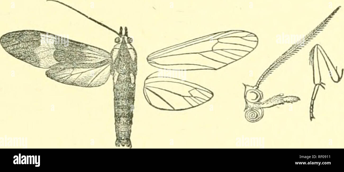 . Catalogue of Lepidoptera Phalaenae in the British Museum. Moths. CORREBIA. 515 1135. CorreWa oberthuri, n. n. Mimica lycoidcs, Oberth. Et. Ent. vi. p. 33, pi. x. f. 9 (1881), nee Wlk. ; Kirby, Cat. Het. p. 904. (S . Black ; head, thorax, aud abdomen suffused with bkie ; back of head with two orange spots; teg-ulse and patagia streaked with orange; tarsi with the first joint white. Fore wing suffused with silvery blue in interspaces and finely striated with silvery blue; an orange patch near base of costa; a postmedial orange band, its outer edge angled at vein 5. Hind wing black, with slight Stock Photo