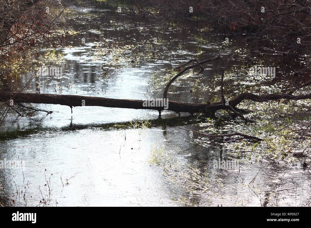 tree in water Stock Photo Alamy