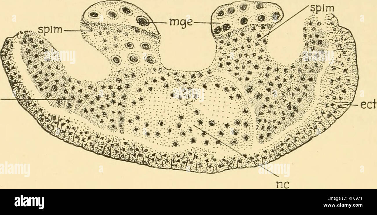 . Embryology of insects and myriapods; the developmental history of insects, centipedes, and millepedes from egg desposition [!] to hatching. Embryology -- Insects; Embryology -- Myriapoda. 368 EMBRYOLOGY OF INSECTS AND MYRIAPODS terior mesenteron ribbons that grow cephalad from the posterior enteron rudiment at the end of the proctodaeum is similar to the formation of the anterior pair already described. The two pairs of ribbons meet and fuse. Fig. 324.âSciara. Cross section of 60-hour embryo. Differentiation of somatic (som. m) and splanchnic {splm) mesoderm, (ect) Ectoderm, {mge) Mid-gut ep Stock Photo