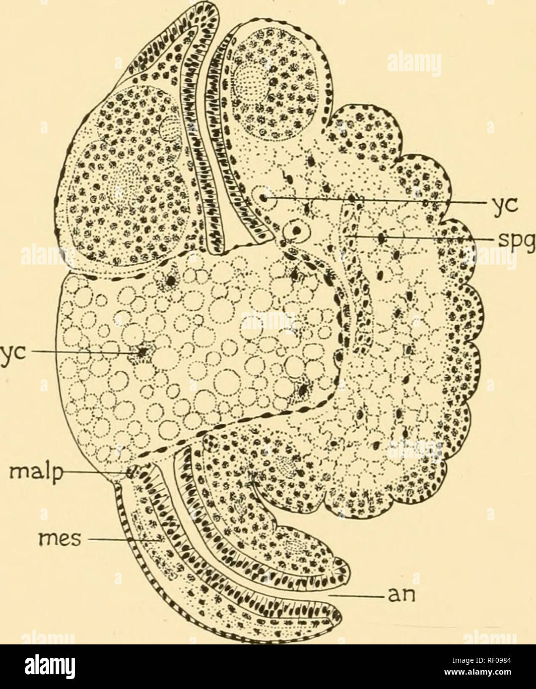 . Embryology of insects and myriapods; the developmental history of insects, centipedes, and millepedes from egg desposition [!] to hatching. Embryology -- Insects; Embryology -- Myriapoda. 336 EMBRYOLOGY OF INSECTS AND MYRIAPODS mesoderm follows it by a rapid growth along its lateral margins. When the lateral margins come in contact with the yolk, they are reflected backward and inward toward the median line, thus forming, on either Fig. 291.—Neophylax. Cross section of first abdominal segment, {ect) Ectoderm. (n) Connective of nerve cord. {som. m) Somatic mesoderm, {splm) Splanchnic meso- de Stock Photo