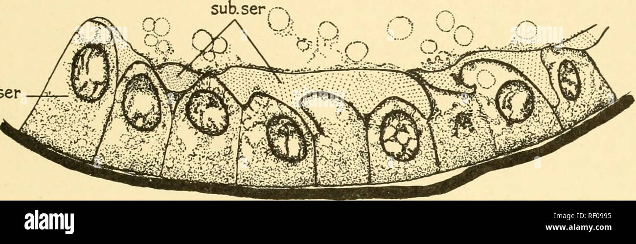 . Embryology of insects and myriapods; the developmental history of ...