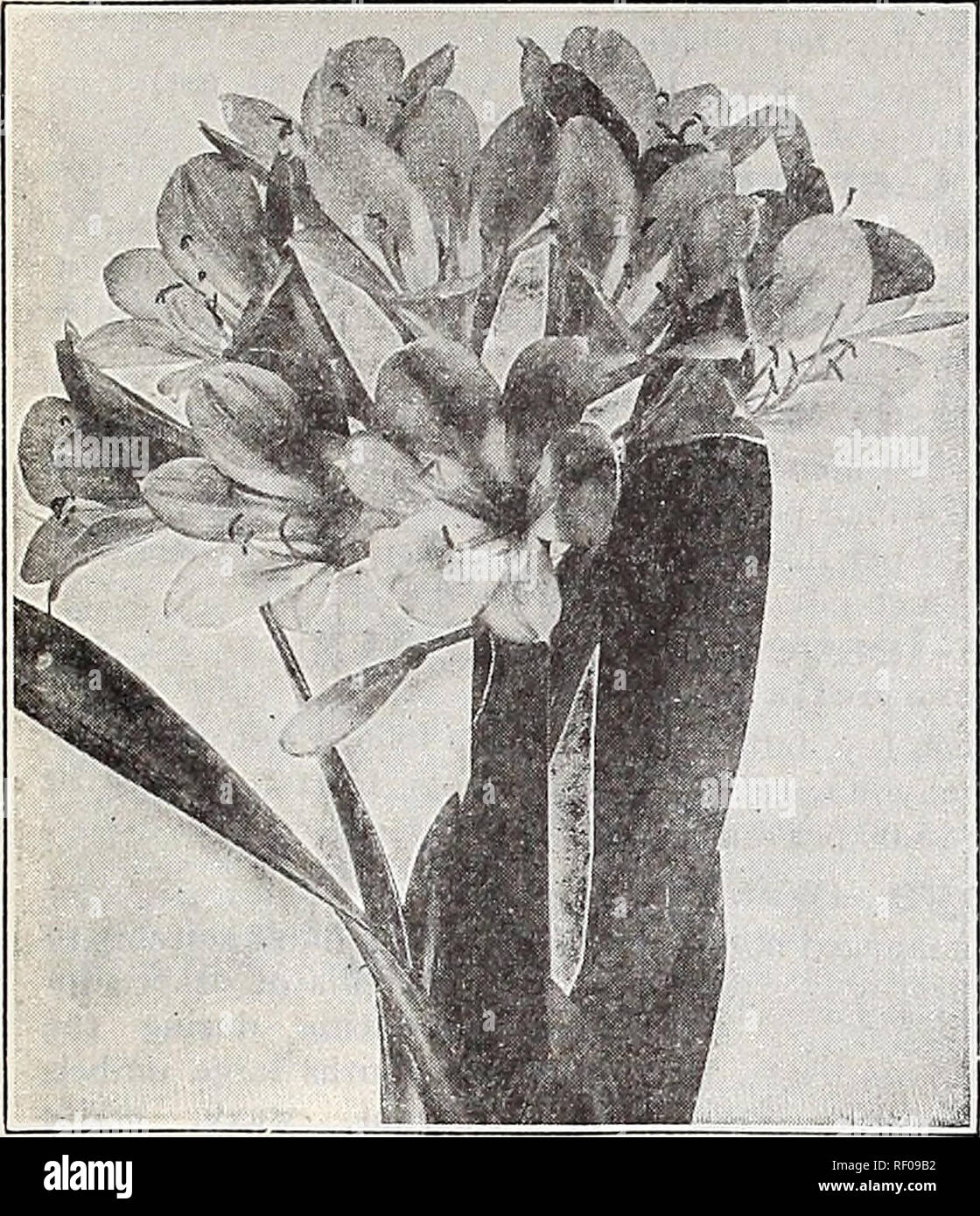 . Dreer's midsummer list 1932. Flowers Seeds Catalogs; Fruit Seeds Catalogs; Vegetables Seeds Catalogs; Nurseries (Horticulture) Catalogs; Gardening Equipment and supplies Catalogs. DECORATIVE AND FLOWERING PLANTS FOR HOUSE AND CONSERVATORY 25. Clivia Miniata Beloperone Guttata A singularly attractive novel- ty. The inflorescence of Belo- perone is composed of a series of overlapping bracts or floral leaves, these bracts assuming a rich golden bronze tint when the plant is exposed to full light, and the two-lipped white flow- ers are produced successively between these bracts. The lower lip of Stock Photo