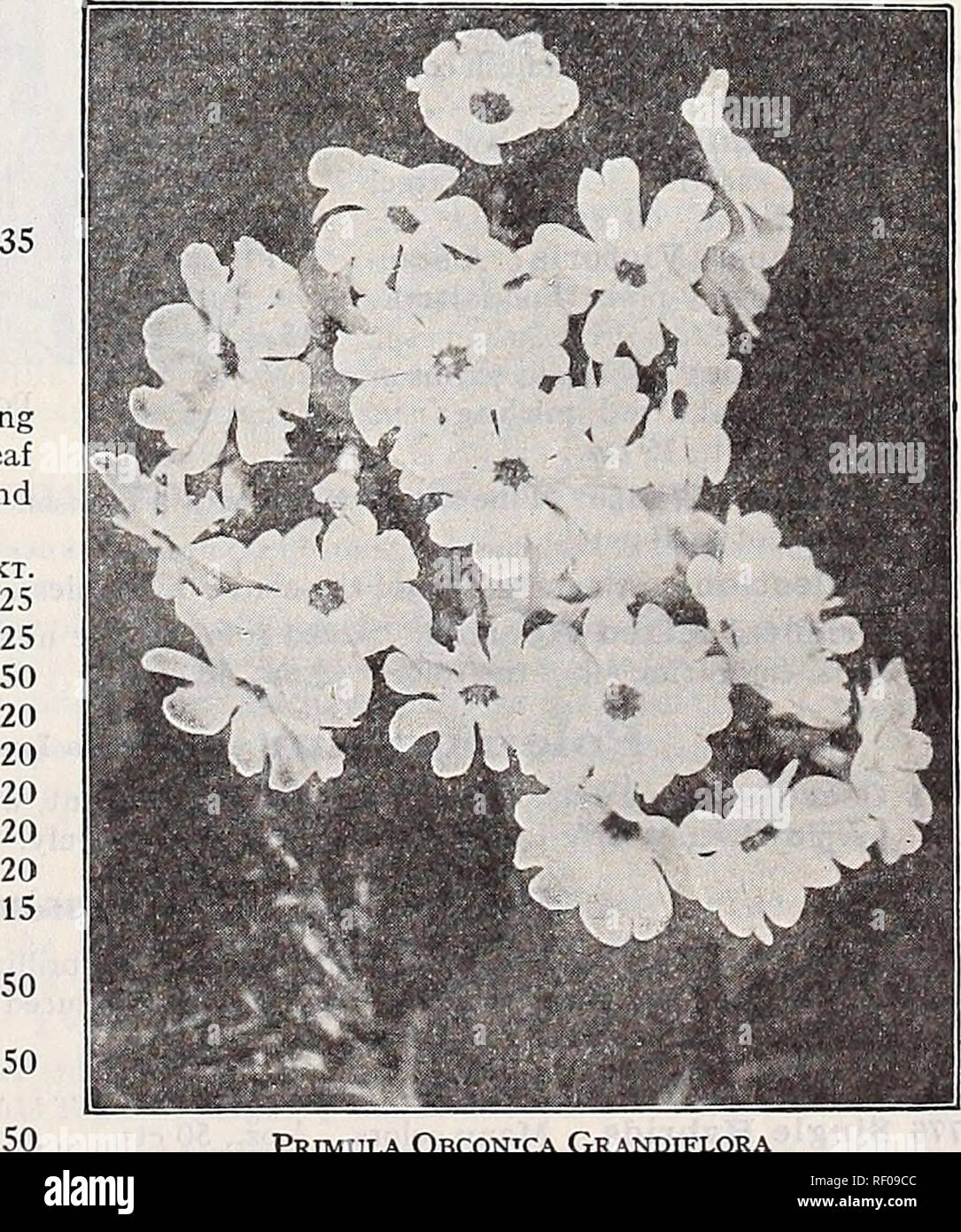 . Dreer's midsummer list 1932. Flowers Seeds Catalogs; Fruit Seeds Catalogs; Vegetables Seeds Catalogs; Nurseries (Horticulture) Catalogs; Gardening Equipment and supplies Catalogs. : Dreer's &quot;Peerless&quot; Chinese Primroses Primula (Primrose) The charming and beautiful Chinese Fringed Primrose and Obconica varieties are indispensable for winter or spring decora- tions in the home or conservatory. They are one of the most im- portant winter blooming pot plants. Dreer's &quot;Peerless&quot; Chinese Primroses PER pkt. 3784 Peerless Blue (True Blue) $0 50 35 35 35 35 3785 -White (Brook's Wh Stock Photo