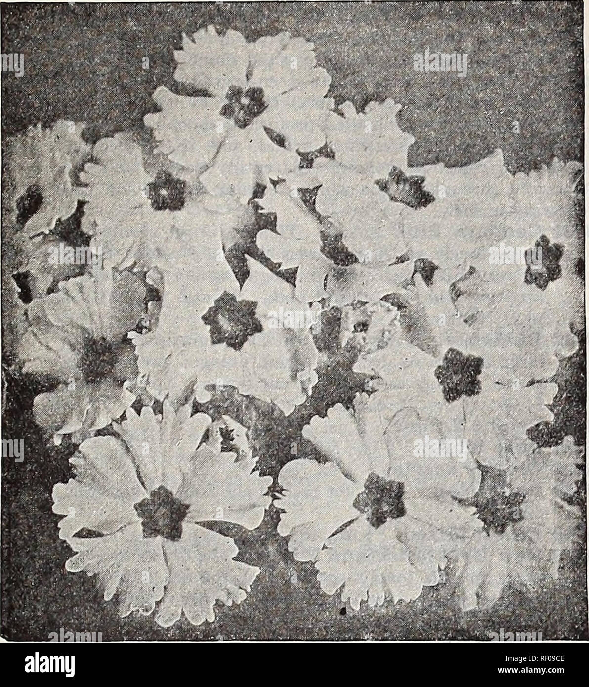 . Dreer's midsummer list 1932. Flowers Seeds Catalogs; Fruit Seeds Catalogs; Vegetables Seeds Catalogs; Nurseries (Horticulture) Catalogs; Gardening Equipment and supplies Catalogs. DREER'S FLOWER SEEDS FOR SUMMER SOWING 17. : Dreer's &quot;Peerless&quot; Chinese Primroses Primula (Primrose) The charming and beautiful Chinese Fringed Primrose and Obconica varieties are indispensable for winter or spring decora- tions in the home or conservatory. They are one of the most im- portant winter blooming pot plants. Dreer's &quot;Peerless&quot; Chinese Primroses PER pkt. 3784 Peerless Blue (True Blue Stock Photo