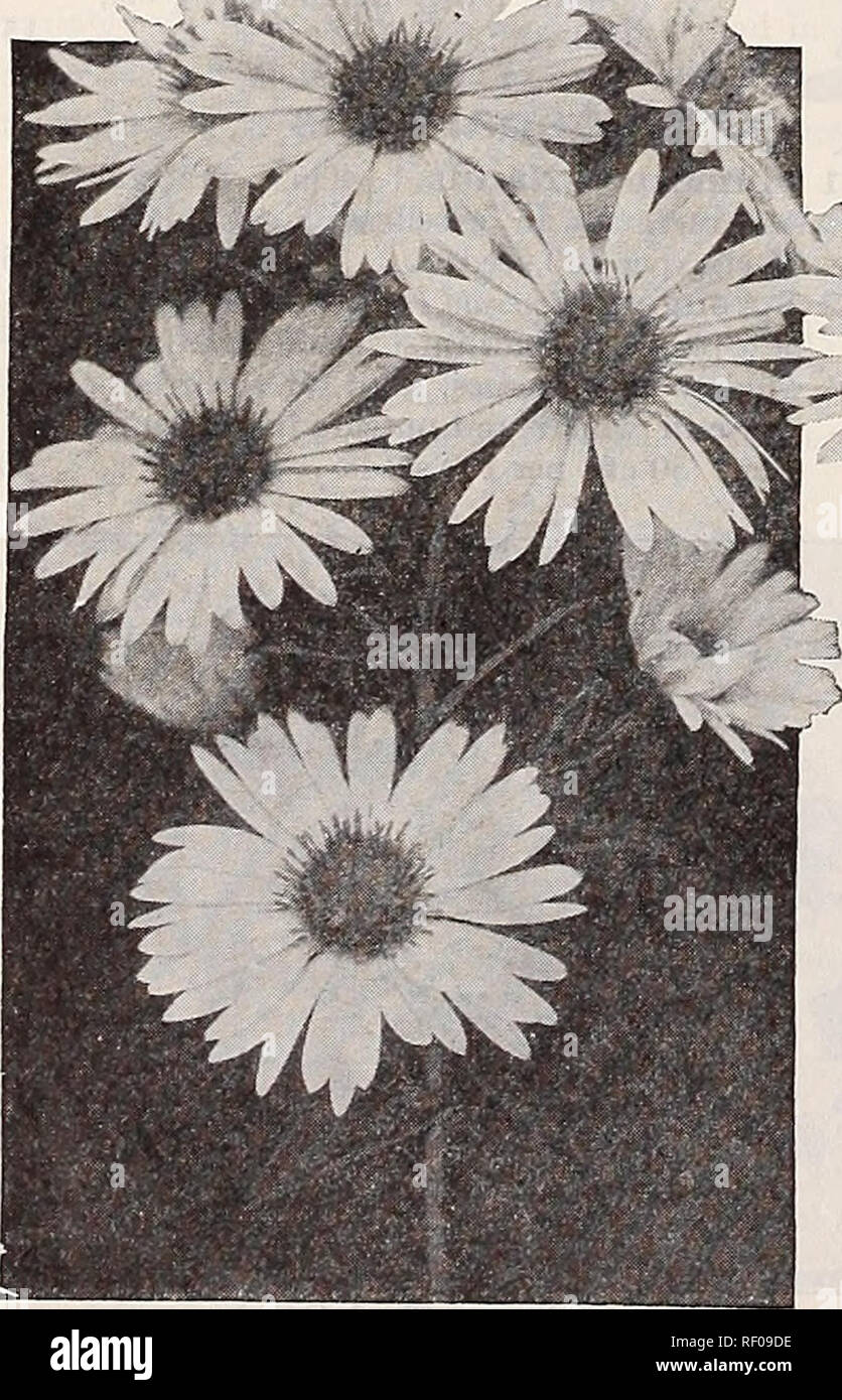 . Dreer's midsummer list 1932. Flowers Seeds Catalogs; Fruit Seeds Catalogs; Vegetables Seeds Catalogs; Nurseries (Horticulture) Catalogs; Gardening Equipment and supplies Catalogs. Dreer's Large Flowering Antirrhinums. Hardy Perennial Asters Three Beautiful Snapdragons The sorts offered below belong to the Grandiflora Half Dwarf section, and are unusually attractive in color. 1163 Gloria. Rich, glittering deep rose, most effective for bedding or cutting. 15 cts. per pkt.; special pkt., 50 cts. 1169 Pink Perfection. One of the most beautiful of the many pink Snapdragons; an exquisite Hermosa-p Stock Photo