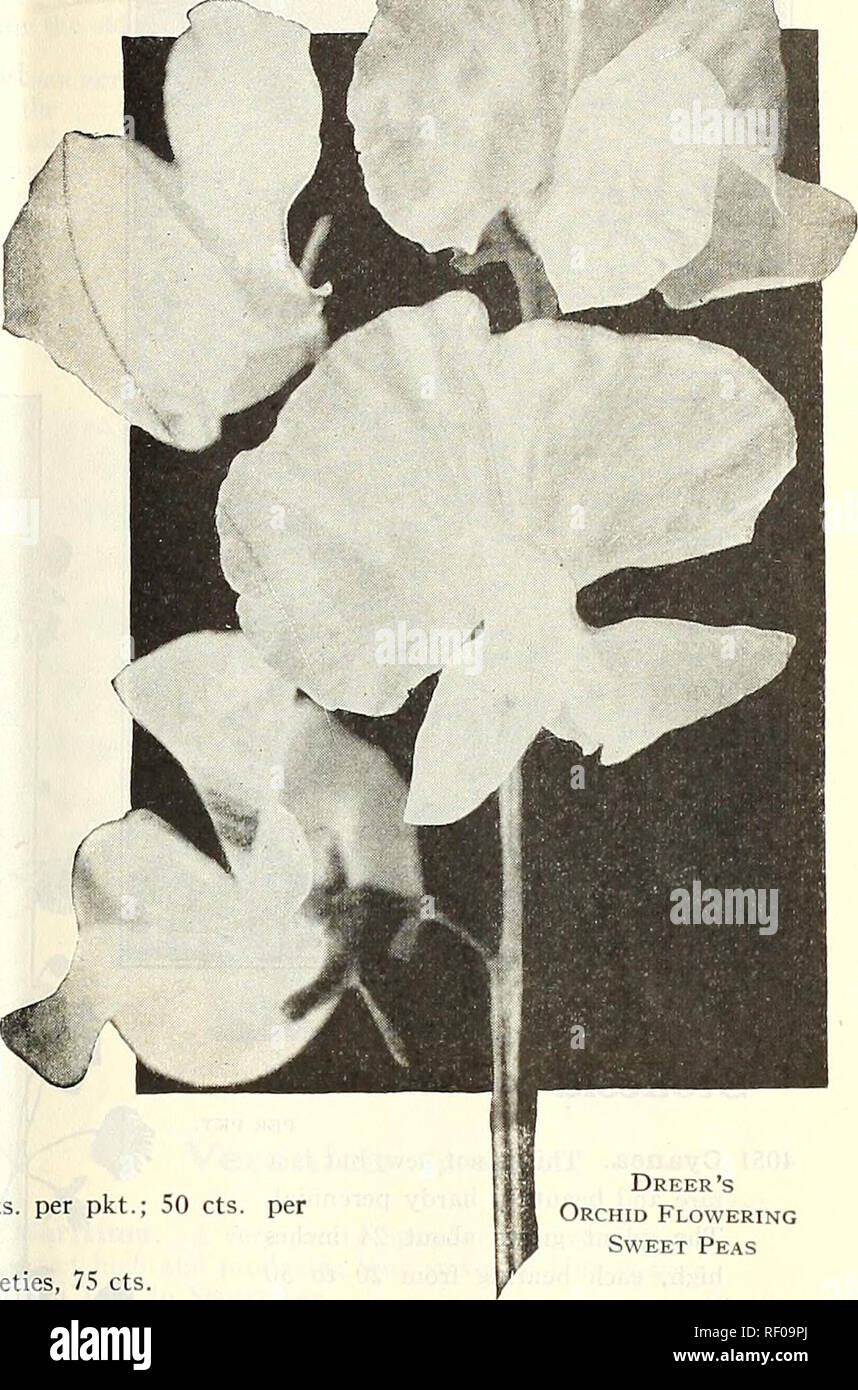 . Dreer's mid-summer list 1928. Flowers Seeds Catalogs; Vegetables Seeds Catalogs; Nurseries (Horticulture) Catalogs; Gardening Equipment and supplies Catalogs. DREER'S FLOWER SEEDS FOR SUMMER SOWING 19 EARLY-FLOWERING ORCHID OR SPENCER SWEET PEAS This new type is receiving great attention at tlie hands of the leading hybridizers, and already nearly all colors are represented. They are now very popular, and in great demand by commercial florists for forcing under glass for Winter and early Spring blooming, but are just as valuable for the amateur for outdoor culture, especially in the southern Stock Photo