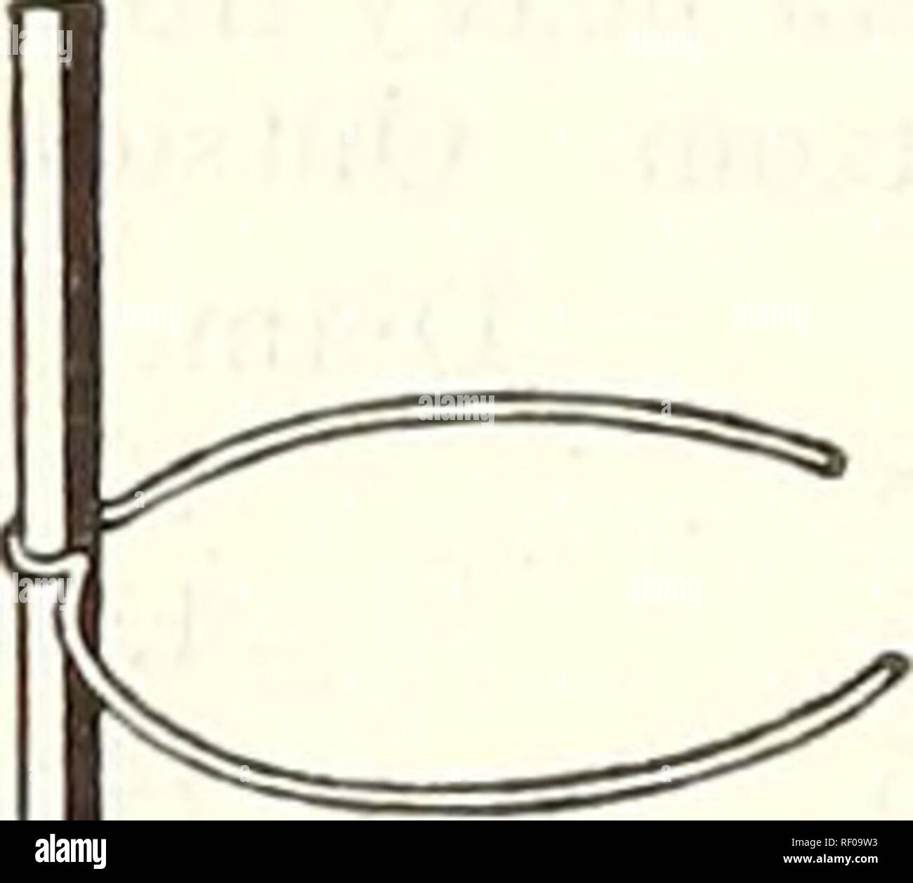 Dreer S Midsummer List 1927 Flowers Seeds Catalogs Vegetables Seeds Catalogs Nurseries Horticulture Catalogs Gardening Equipment And Supplies Catalogs Model Peony Or Tomato Trellis Adjusto Adjusto Plant Support Please Note That These