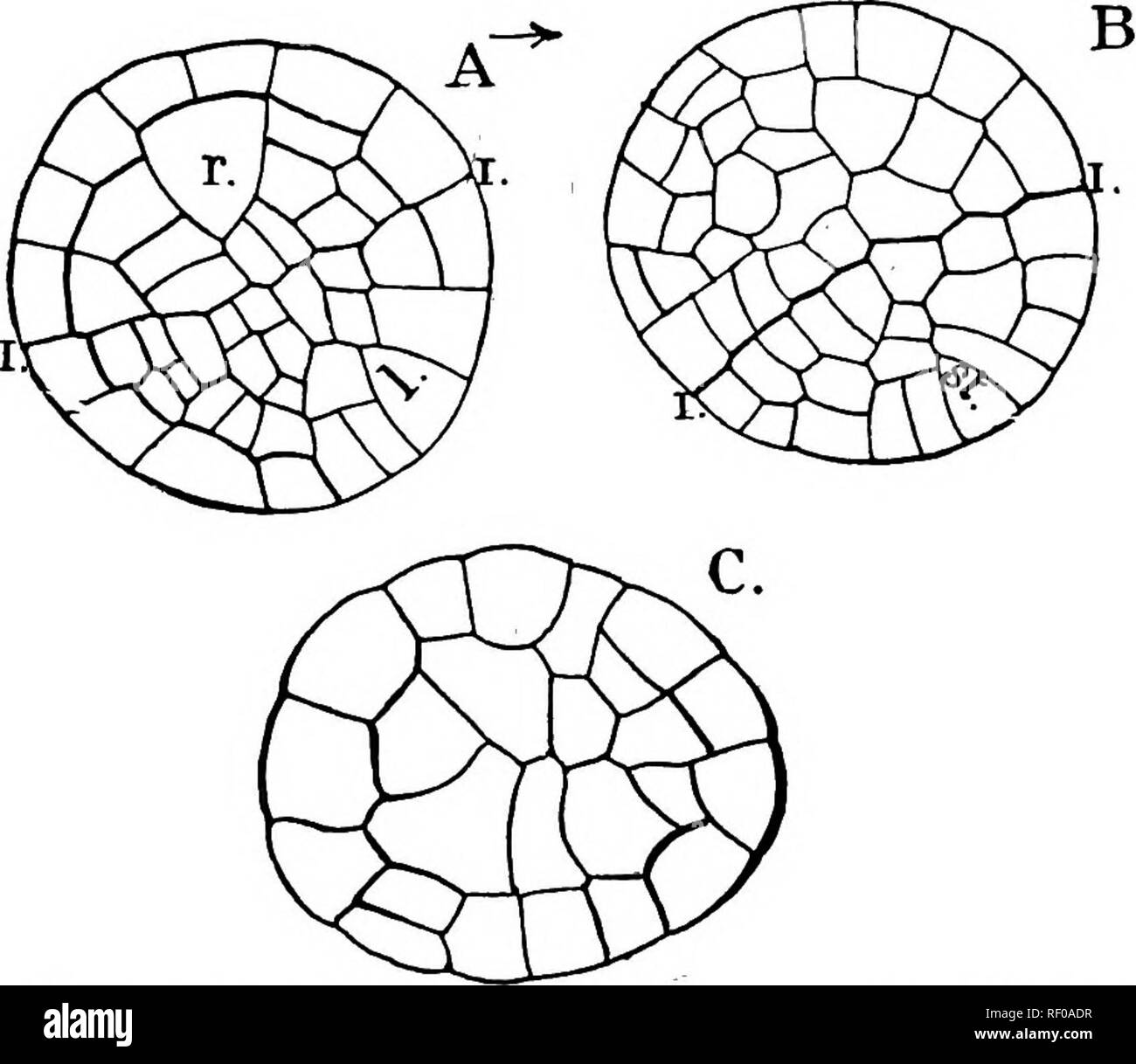 Plant Root Cells Black And White Stock Photos Images Alamy