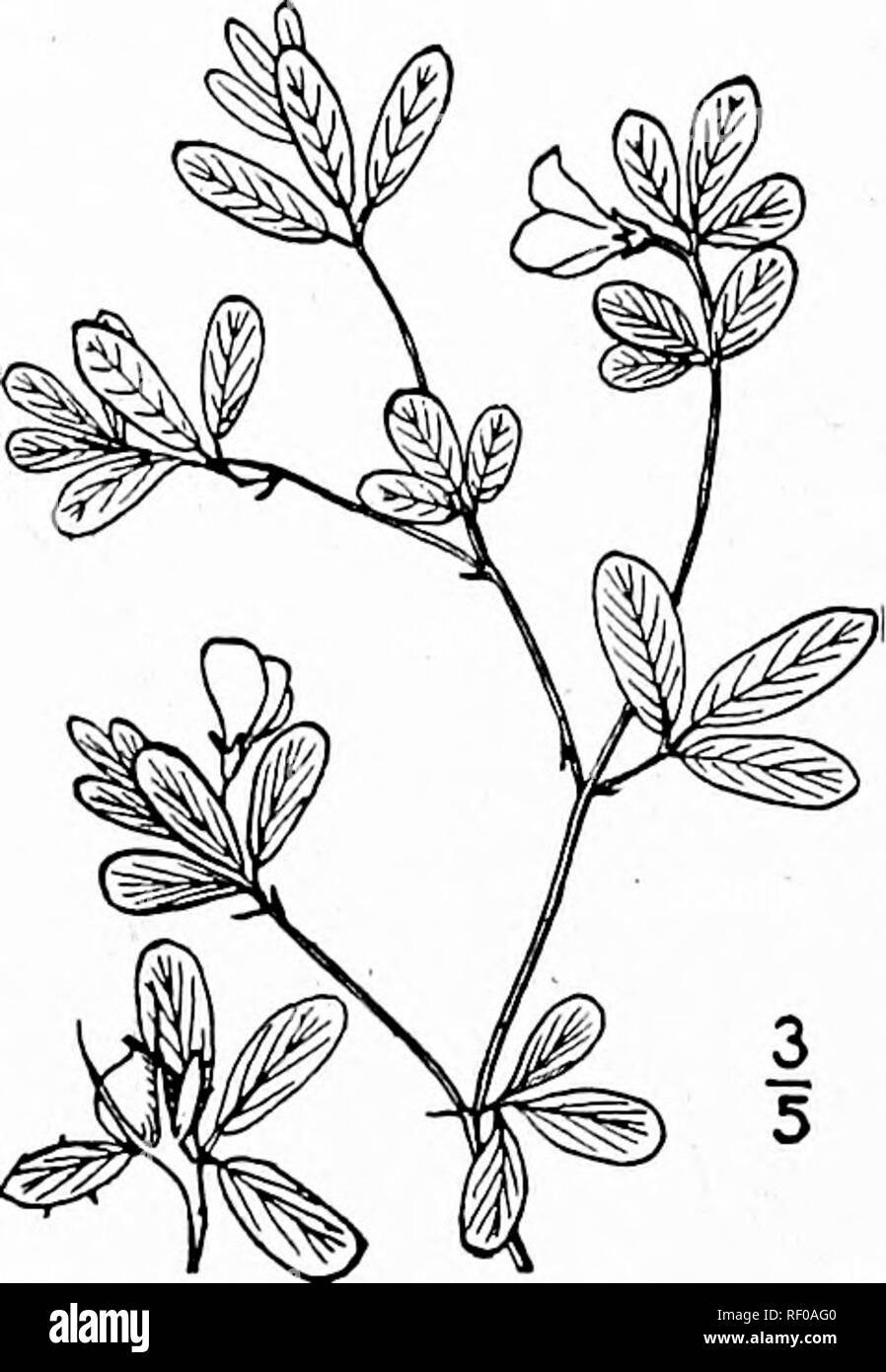 . An illustrated flora of the northern United States, Canada and the British possessions, from Newfoundland to the parallel of the southern boundary of Virginia, and from the Atlantic Ocean westward to the 102d meridian. Botany; Botany. 394 FABACEAE. Vol. II.. 2. Stylosanthes riparia Kearney. Decumbent Pencil- flower. Fig. 2574. Stylosanthes riparia Kearney, Bull, Torn Club 24: 565. 1897. Stems decumbent, or ascending, 3'-i2' long, usually with a tomentose line on the elongated internodes. Stipules sheath- ing, subulate above; petioles pubescent; leaflets elliptic to obovate-cuneate, the termi Stock Photo