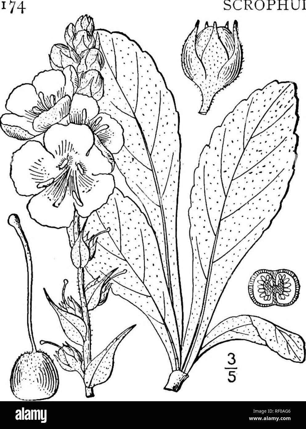 . An illustrated flora of the northern United States, Canada and the British possessions, from Newfoundland to the parallel of the southern boundary of Virginia, and from the Atlantic Ocean westward to the 102d meridian. Botany; Botany. SCROPHULARIACEAE. Vol. III. 2. Verbascum phlomoides L. Clasp- ing-leaved Mullen. Fig. 3736. Verbascum phlomoides L. Sp. PI. 1194. 1753. Stem rather stout, usually simple, i°-4° high. Leaves oblong to ovate-lanceolate, crenate, crenulate, or entire, woolly-tomen- tose on both sides, sessile or somewhat clasping, or slightly decurrent on the stem, or the lower of Stock Photo