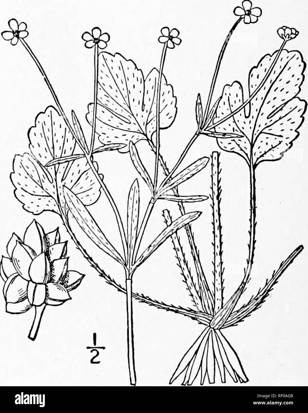 . An illustrated flora of the northern United States, Canada and the British possessions, from Newfoundland to the parallel of the southern boundary of Virginia, and from the Atlantic Ocean westward to the 102d meridian. Botany; Botany. 17. Ranunculus micranthus Nutt. Crowfoot. Fig. 1911. R. micranthus Nutt. ; T. &amp; G. Fl. N. A. i : 18. 1838. Ranunculus aborihnts var. micranthus A. Gray, Man. Ed. 5, 42. 1867. Similar to the preceding species but usually smaller, villous with spreading hairs, flowering when very young, 6'-i8' tall. Leaves thin, dull green, the basal ones ovate, obovate, or s Stock Photo