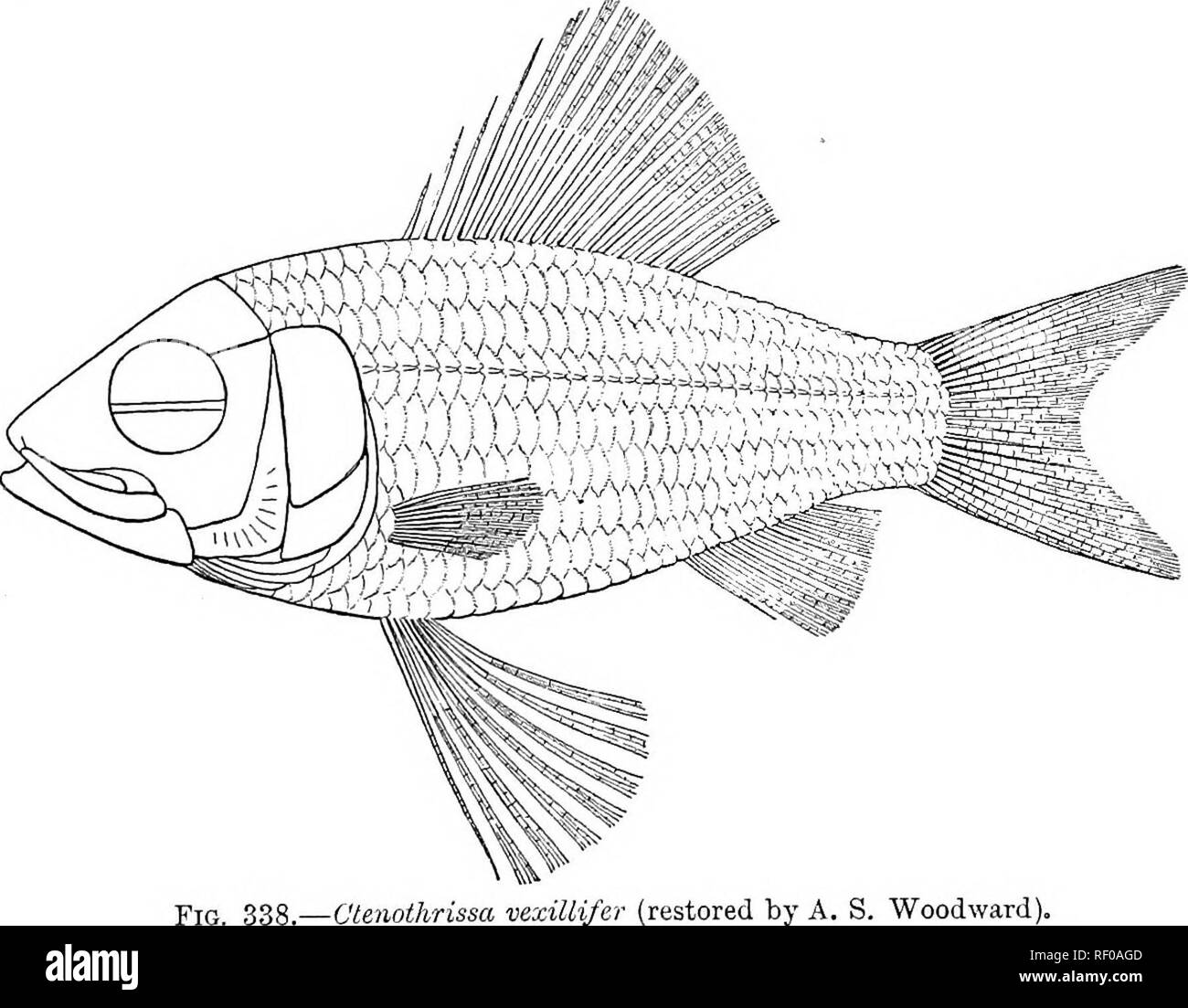 . The Cambridge natural history. Zoology. Fig. 337.—Pantodon buchholzi, natural size. Observed by M. de Brazza to be a freshwater Flying-Fish. Fam. 12. Ctenothrissidae.—A curious type characterised by small praemaxillaries, large maxillaries, with feeble dentition,. Otenothrissa veziUi/er (restored by A. S. Woodward).. Please note that these images are extracted from scanned page images that may have been digitally enhanced for readability - coloration and appearance of these illustrations may not perfectly resemble the original work.. Harmer, S. F. (Sidney Frederic), Sir, 1862- ed; Shipley, A Stock Photo