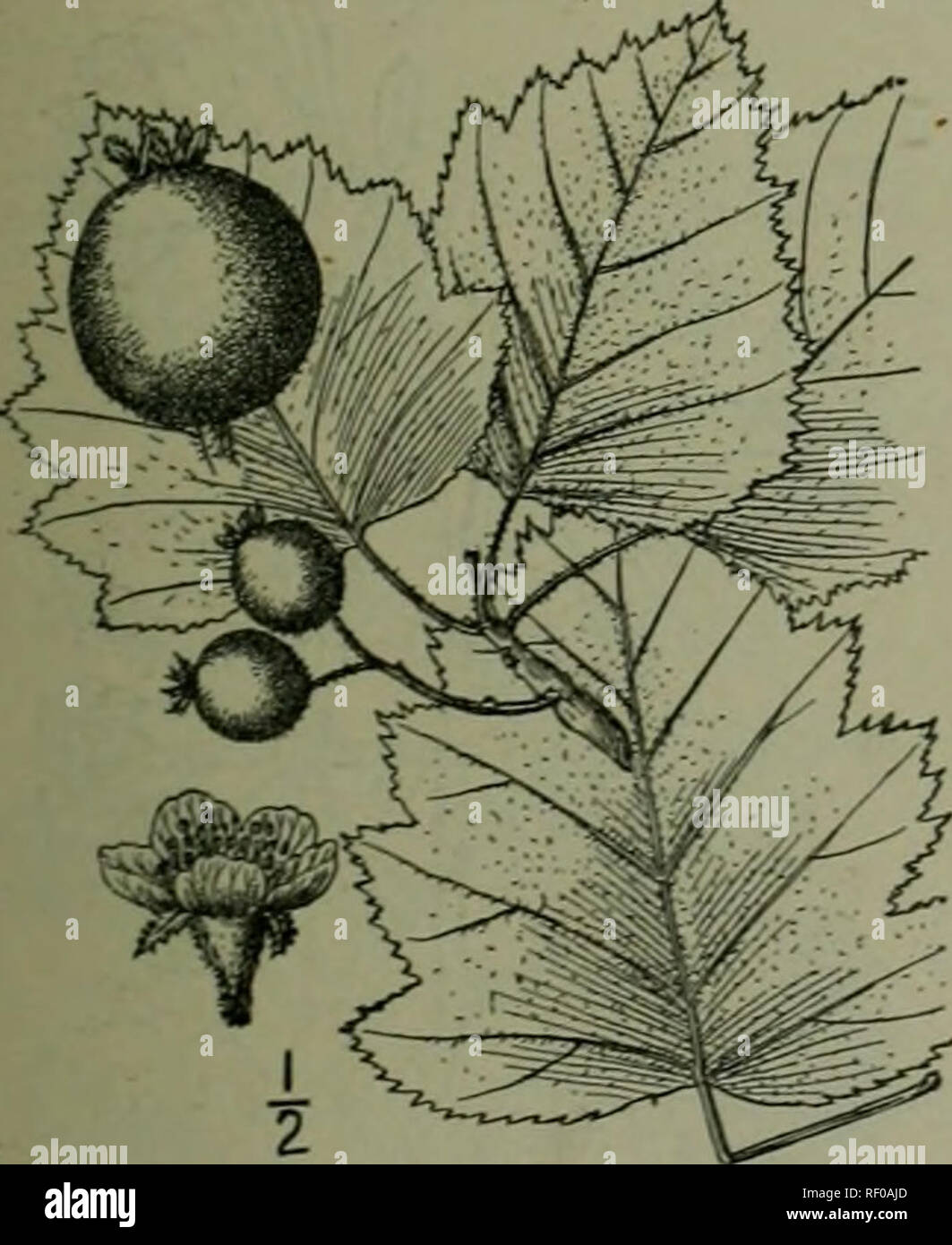. An illustrated flora of the northern United States, Canada and the British possessions : from Newfoundland to the parallel of the southern boundary of Virginia and from the Atlantic Ocean westward to the 102nd meridian. Botany. 66. Crataegus submollis Sargent. Emerson's Thorn. Fig. 2400. C. lomenlosa Emerson, Trees &amp; Shrubs Mass. 430. 1846. Not L. C. submollis Sarg. Bot. Gaz. 31: 7. 1901. A tree, sometimes 25° high, with spreading branches forming a broad symmetrical crown, the spines numerous, 1-3'long. Leaves ovate, i}'-4J' long, il'-sV wide, acute at the apex, broadly cuneate at base, Stock Photo