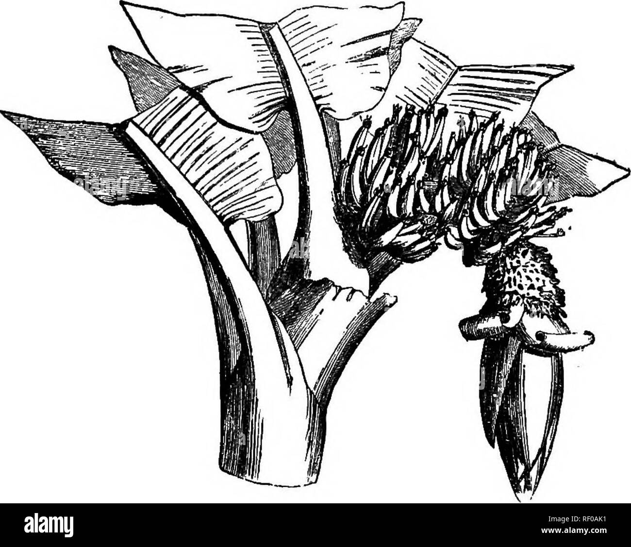 . Botany for high schools and colleges. Botany. 473 BOTANT. Sub-Order Musce, with five polliniferous stamens (rarely sii). The genus Mum contains several exceedingly valuable plants. M. sapientum, the Banana, and M. paradisiaca, the Plantain, of the tiop- ics everywhere, are large herbs, 3-5 metres (10-15 ft.) high, with the sheathing petioles of their large leaves forming, a tree-like stem. Their well-known fruits oonstitute almost the sole .article of food for millions of people in the tropics, and are also largely exported to all countries. It has been calculated that from twenty-five to si Stock Photo