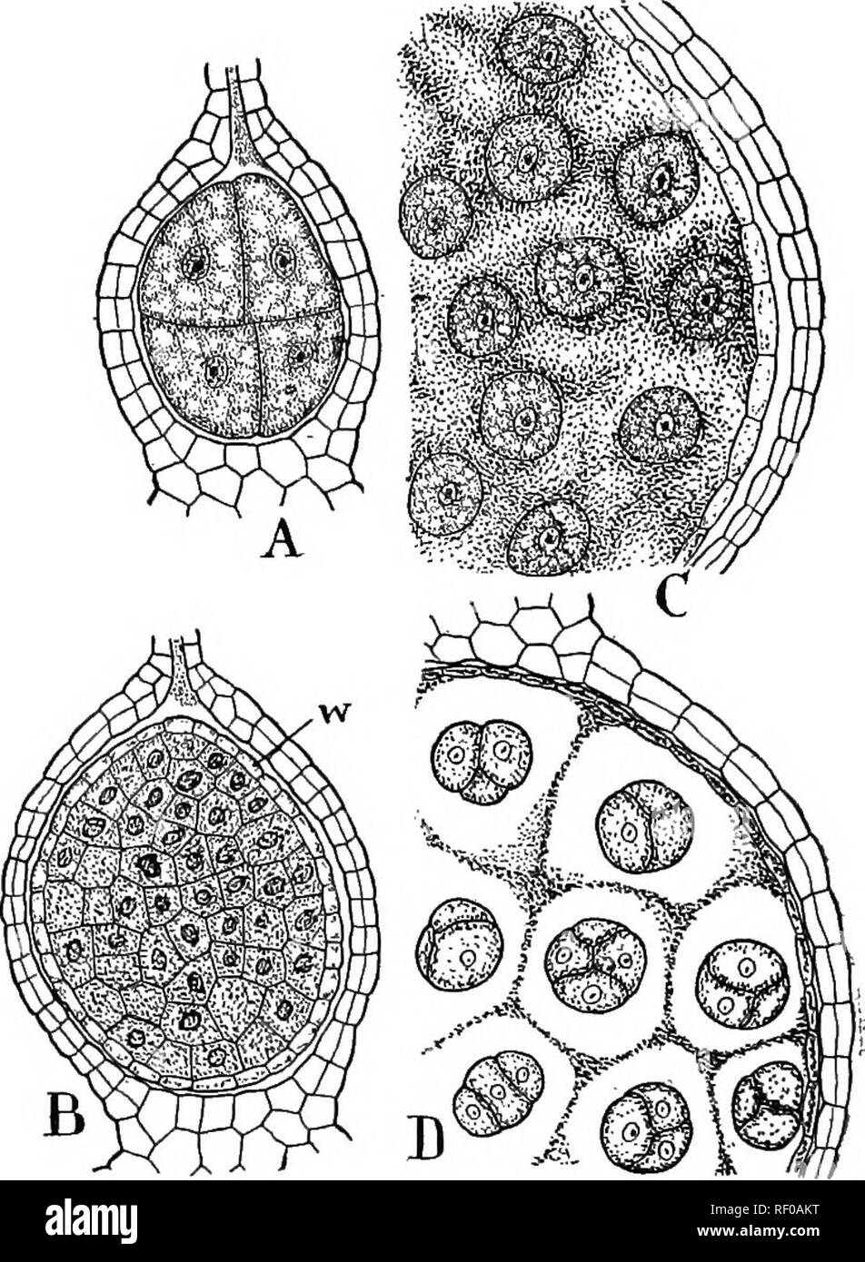 Aciculate . Nature and development of plants. Botany. DEVELOPMENT OF PLANTS 277 ...