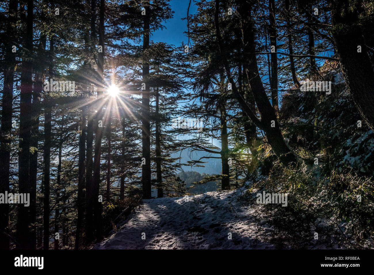 The morning raga! Stock Photo