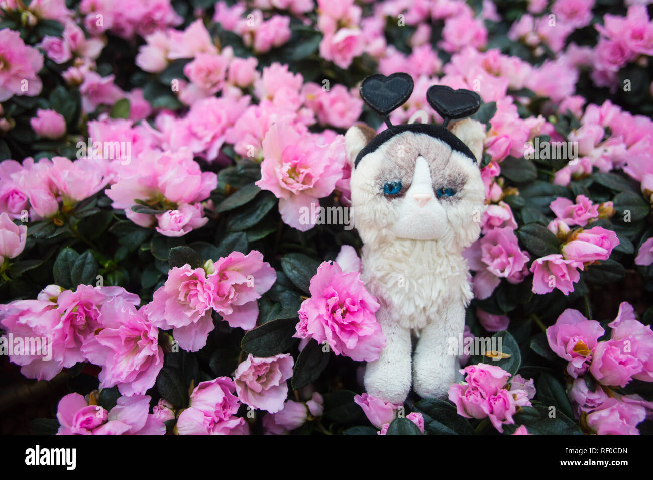 Grumpy cat plush with black hearts headband posing against pink colour flowers Stock Photo