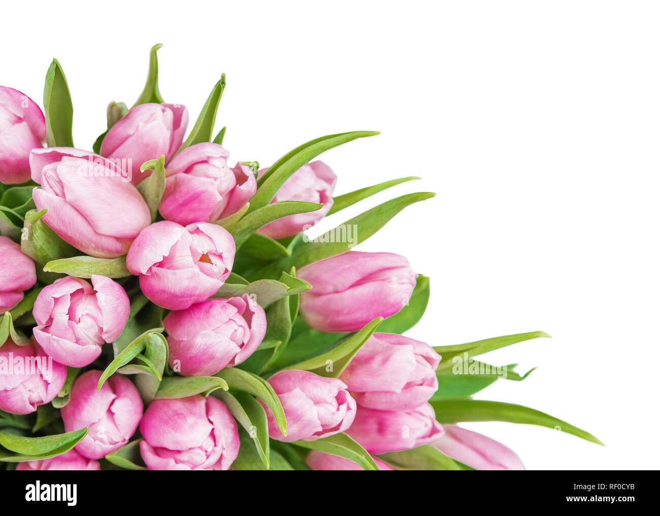 Bouquet of fresh pink tulips flowers close-up isolated on white ...