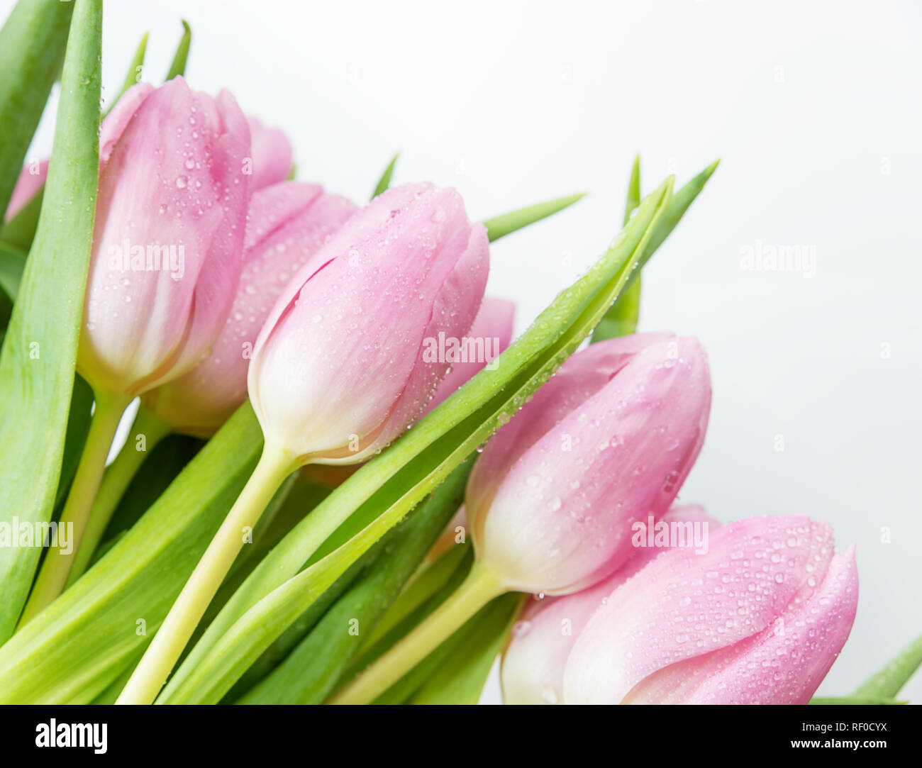 Bouquet of fresh pink tulip flowers covered with dew drops closeup