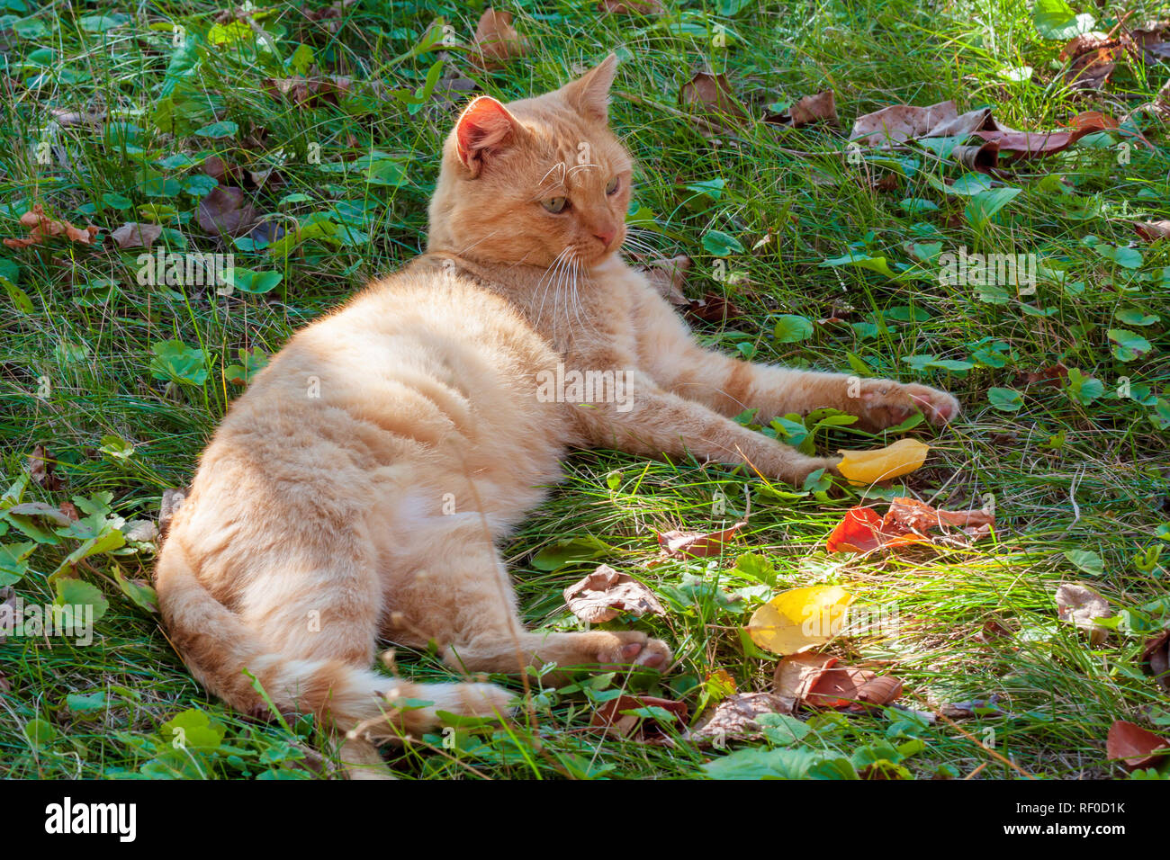 Red cat on grass hi-res stock photography and images - Alamy