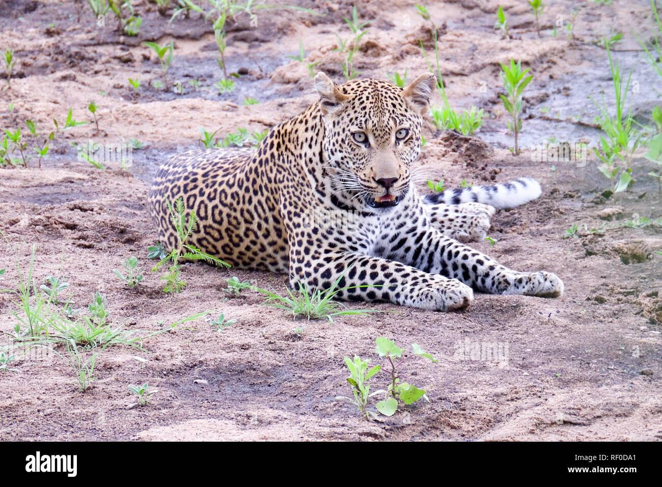 Relaxed male leopard Stock Photo