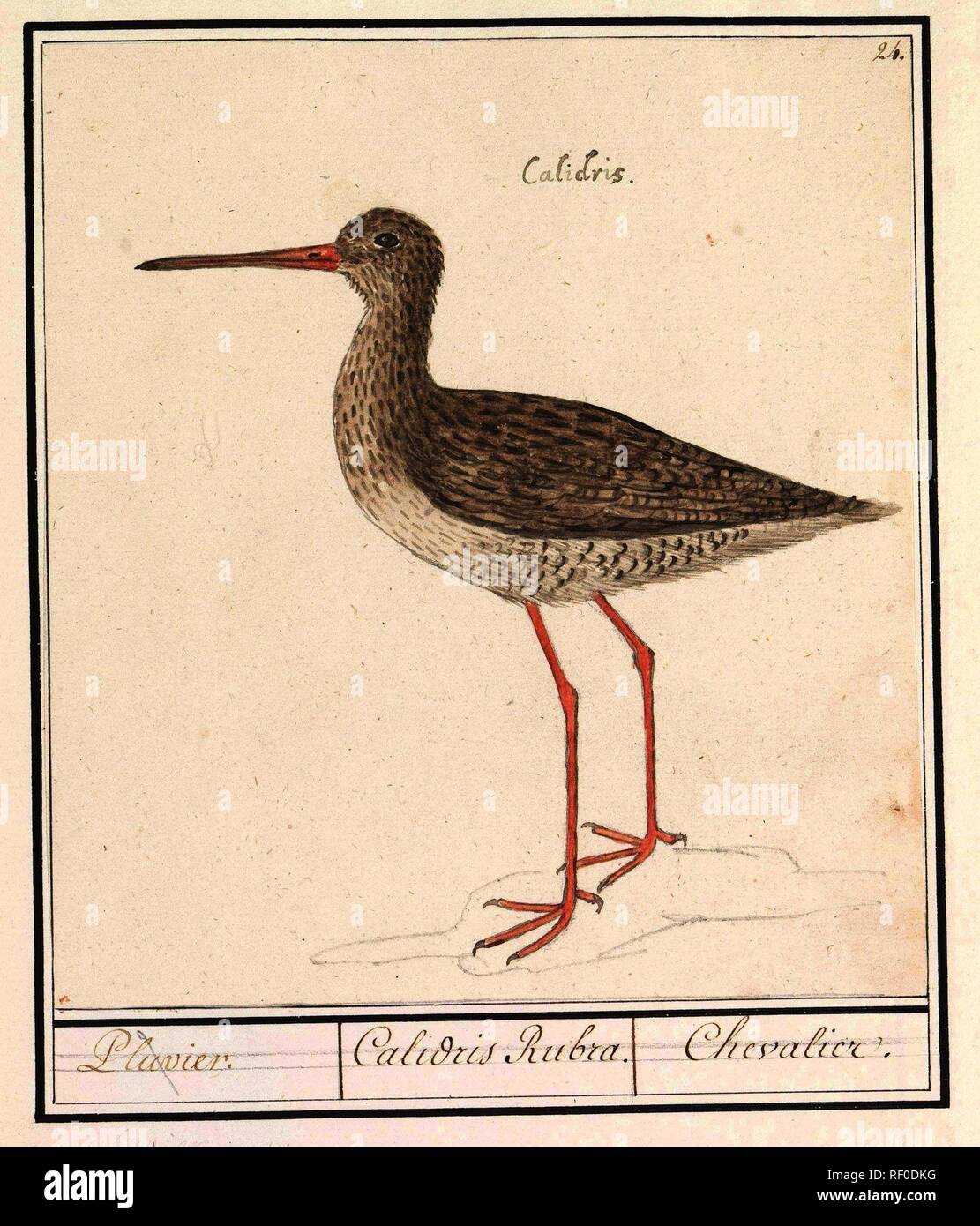 Toekan (Ramphastos). Braesilienschen Exter. / Pica brasilica Toucan. / Le toucan du Bresil. (title on object). Draughtsman: Anselmus Boëtius de Boodt. Draughtsman: Elias Verhulst. Dating: 1596 - 1610. Place: Praag. Measurements: h 163 mm × w 295 mm. Museum: Rijksmuseum, Amsterdam. Stock Photo