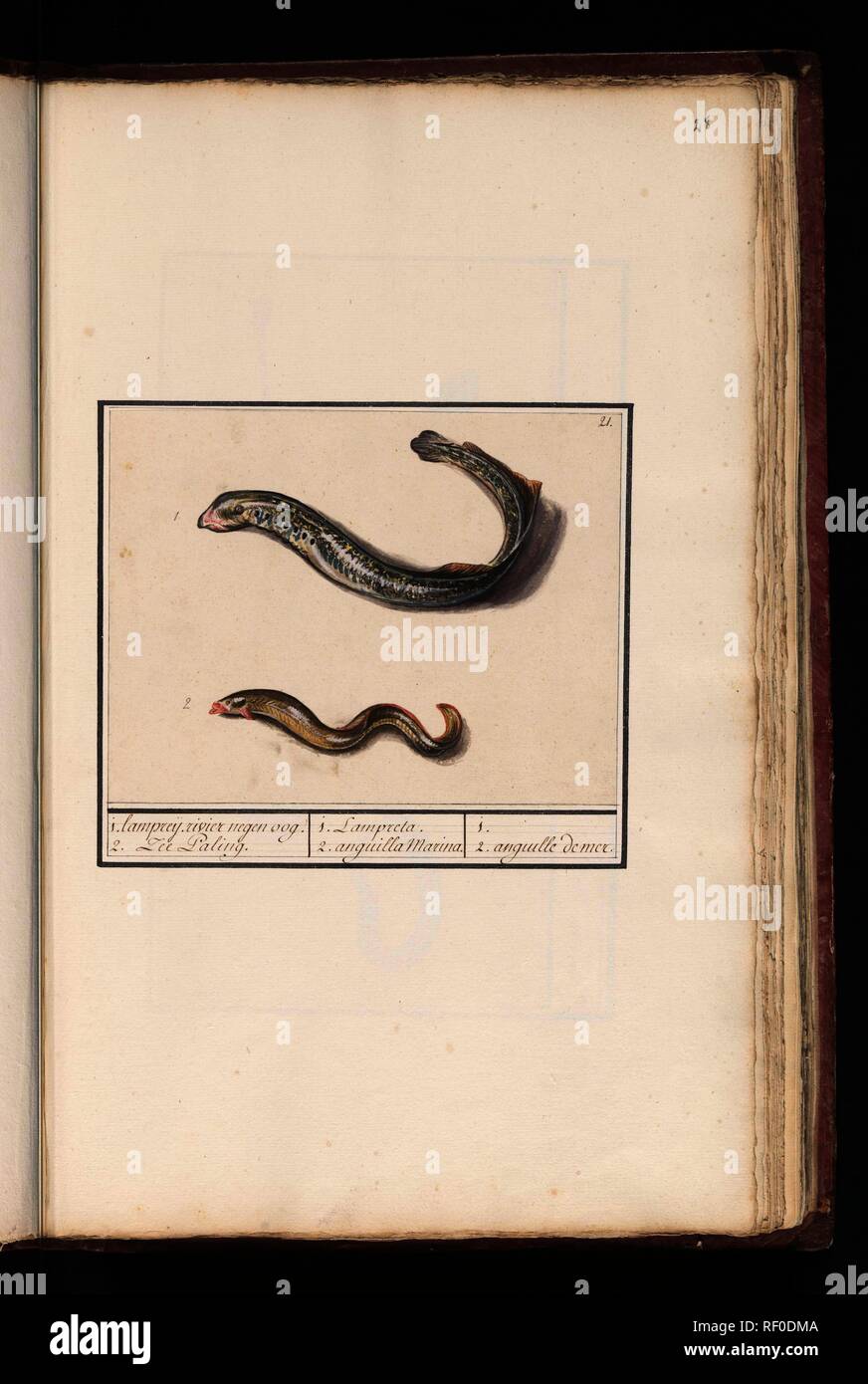 Rivierprik (Lampetra fluviatilis) en zeepaling (Congridae). 1. lampreij. rivier negen oog. 2. Zee Paling. / 1. Lampreta. 2. anguilla Marina. / 1. 2. anguille de mer. (title on object). Draughtsman: Anselmus Boëtius de Boodt. Draughtsman: Elias Verhulst. Dating: 1596 - 1610. Place: Praag. Measurements: h 145 mm × w 189 mm. Museum: Rijksmuseum, Amsterdam. Stock Photo