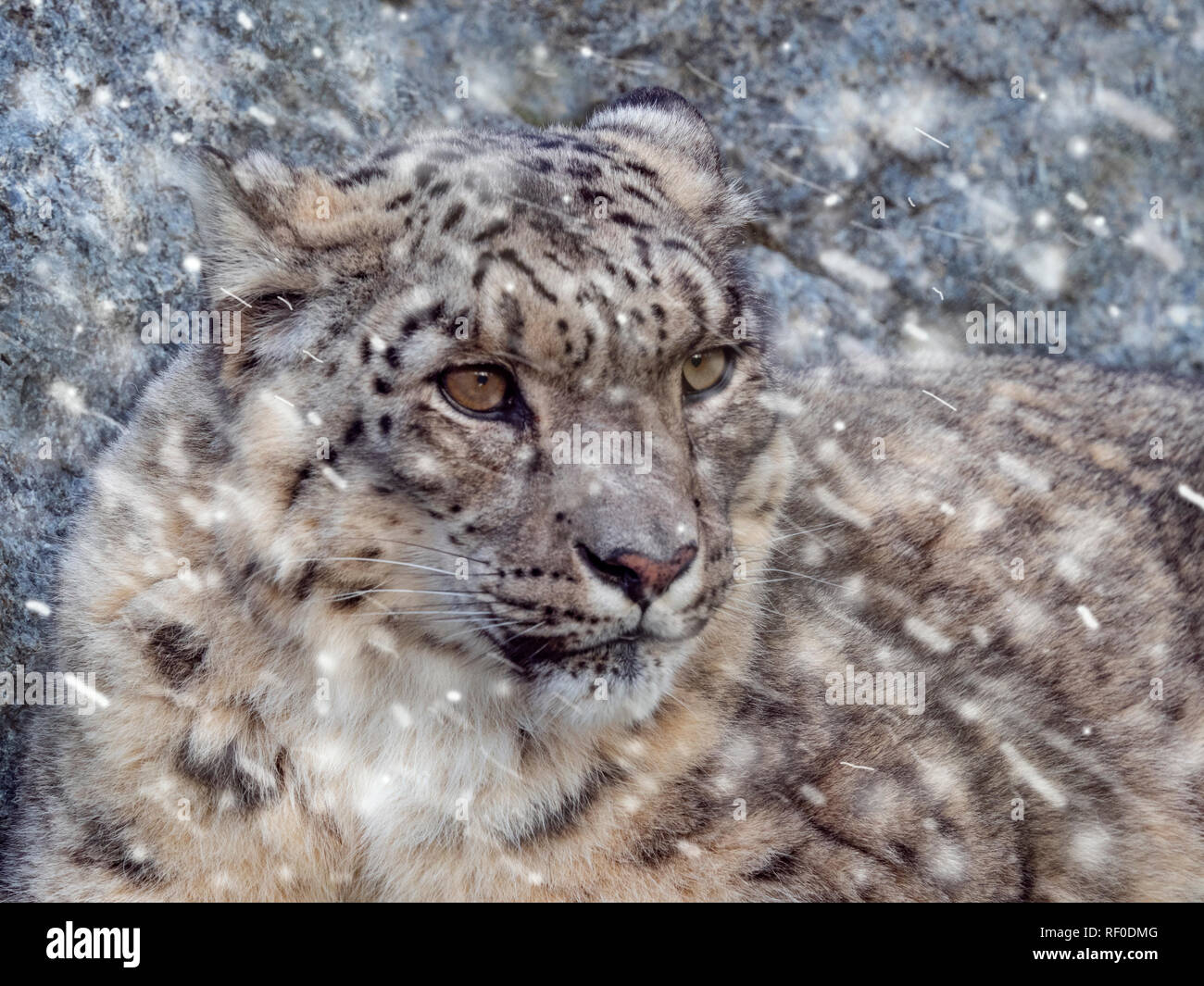 Portrait of captive Snow leopard or ounce Panthera uncia Stock Photo