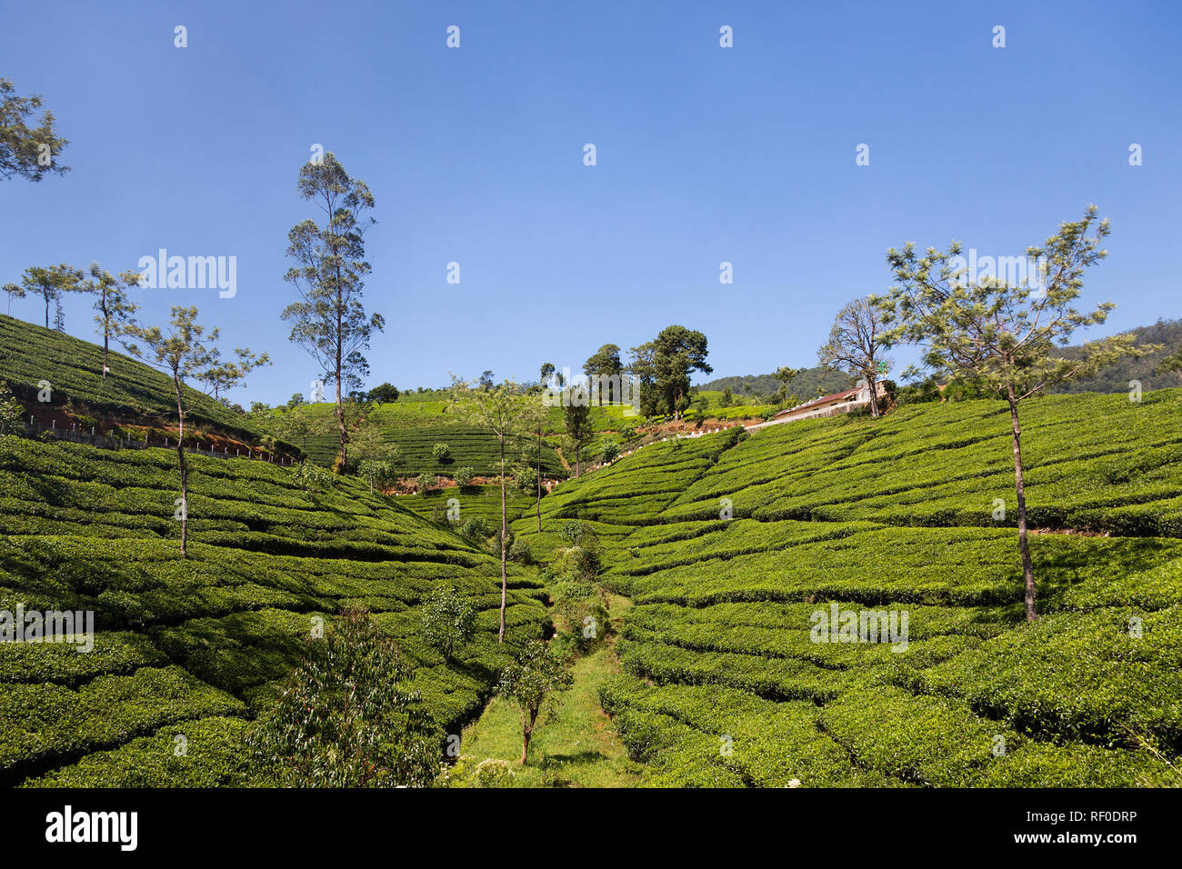 Tea plantation near Ella in Sri Lanka Stock Photo Alamy