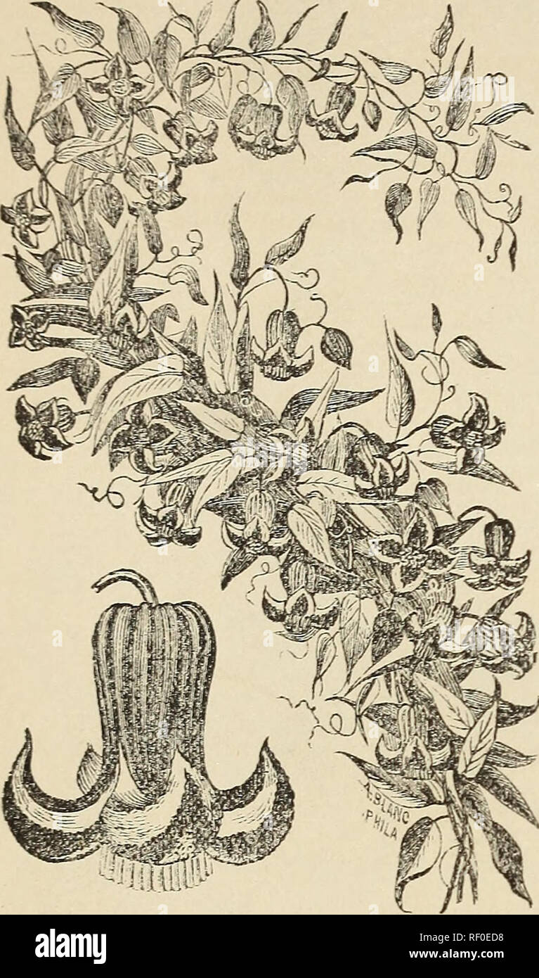 . Catalogue of rare Florida fruits and flowers for the season of 1890. Nurseries (Horticulture) Florida Cutler Catalogs; Fruit trees Catalogs; Fruit Catalogs; Flowers Catalogs. 24 JESSAMi.NK fiAKDEN'S.. Clematis coccinea, intense rosy scarlet, very fine, 20c. eacb. riematis crispa, fine deep blue, with a white border, and delicicusly frag^rant in which it differs 20e. each The.'^f Tiyo hpautifal compRDioDH should alw&amp;jB bÂ» growing near together, anrl we will send ouÂ« of eaeb for 30f: J^ I^^ from mot soits FAIRY LILIES. Fairy Lily, or Zephyranthes Treatiae. .EMATIS C'RIHPA. Tbo great ama Stock Photo