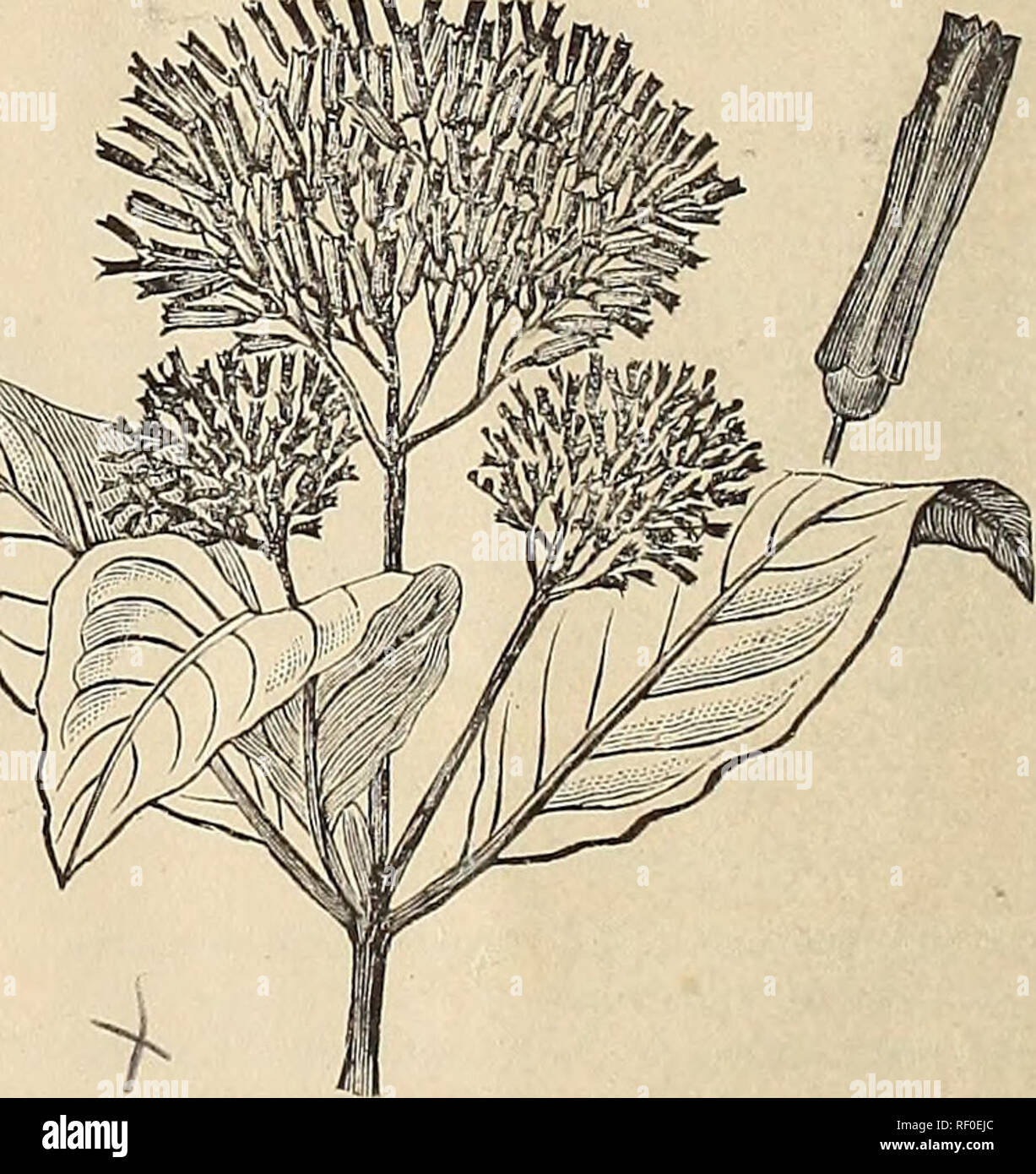 Future Plants By Randy Stewart Cleyera Japonica Ternstroemia