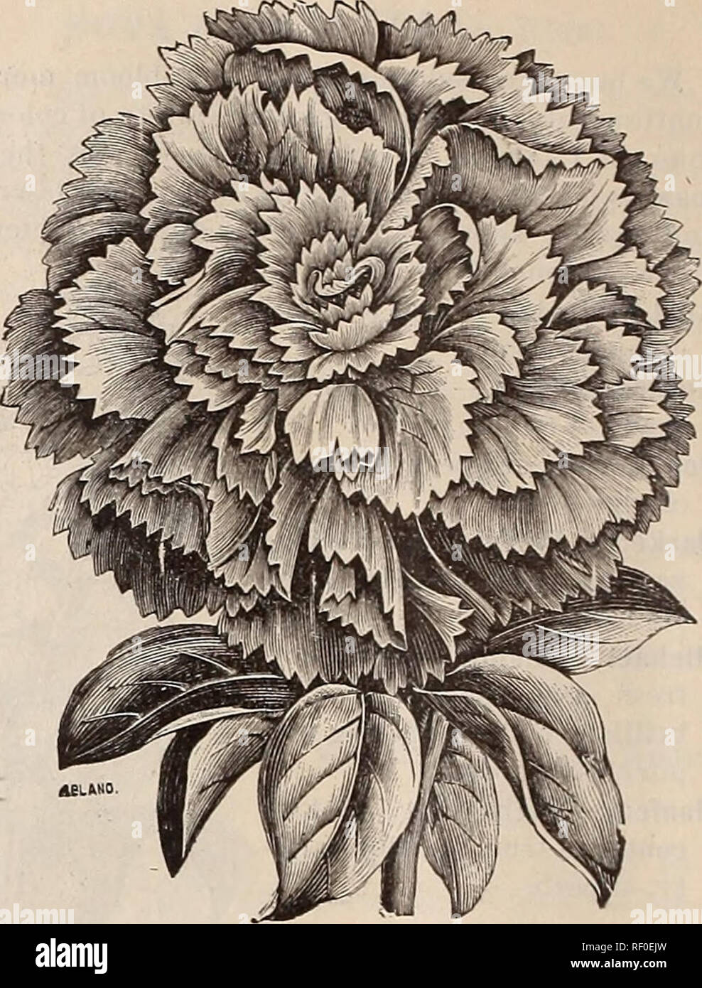 Catalogue Of Plants Spring 1889 Nursery Stock Ohio
