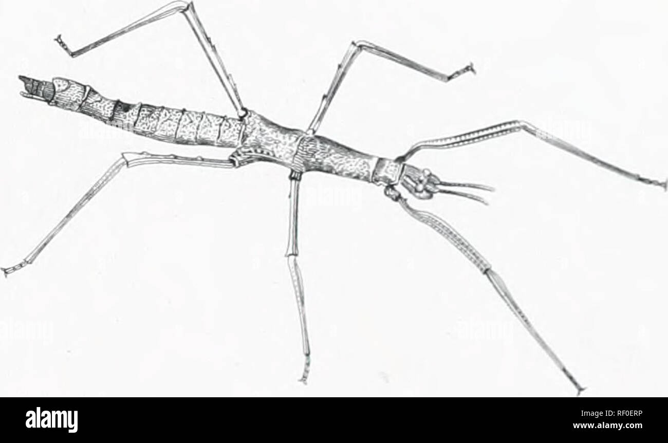 Orthopterous insects Cut Out Stock Images & Pictures - Alamy
