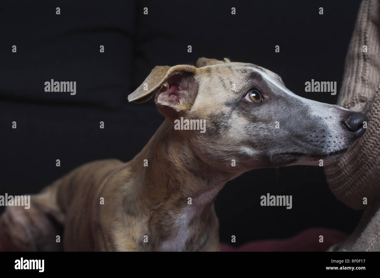 A whippet begging its owner for a treat Stock Photo
