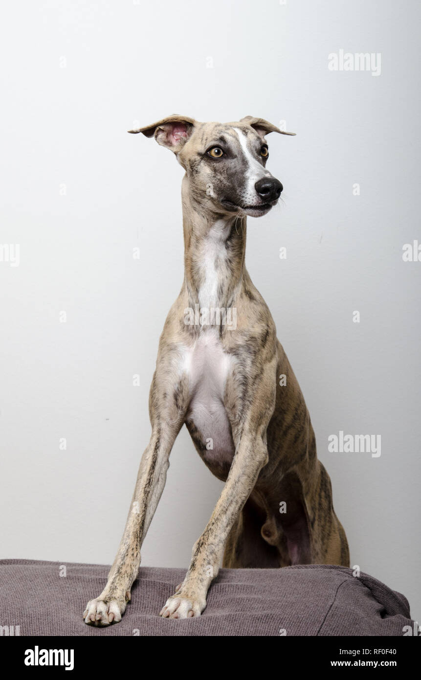 A beautiful, brindled Whippet posing on a stool in front of a white background #1 Stock Photo