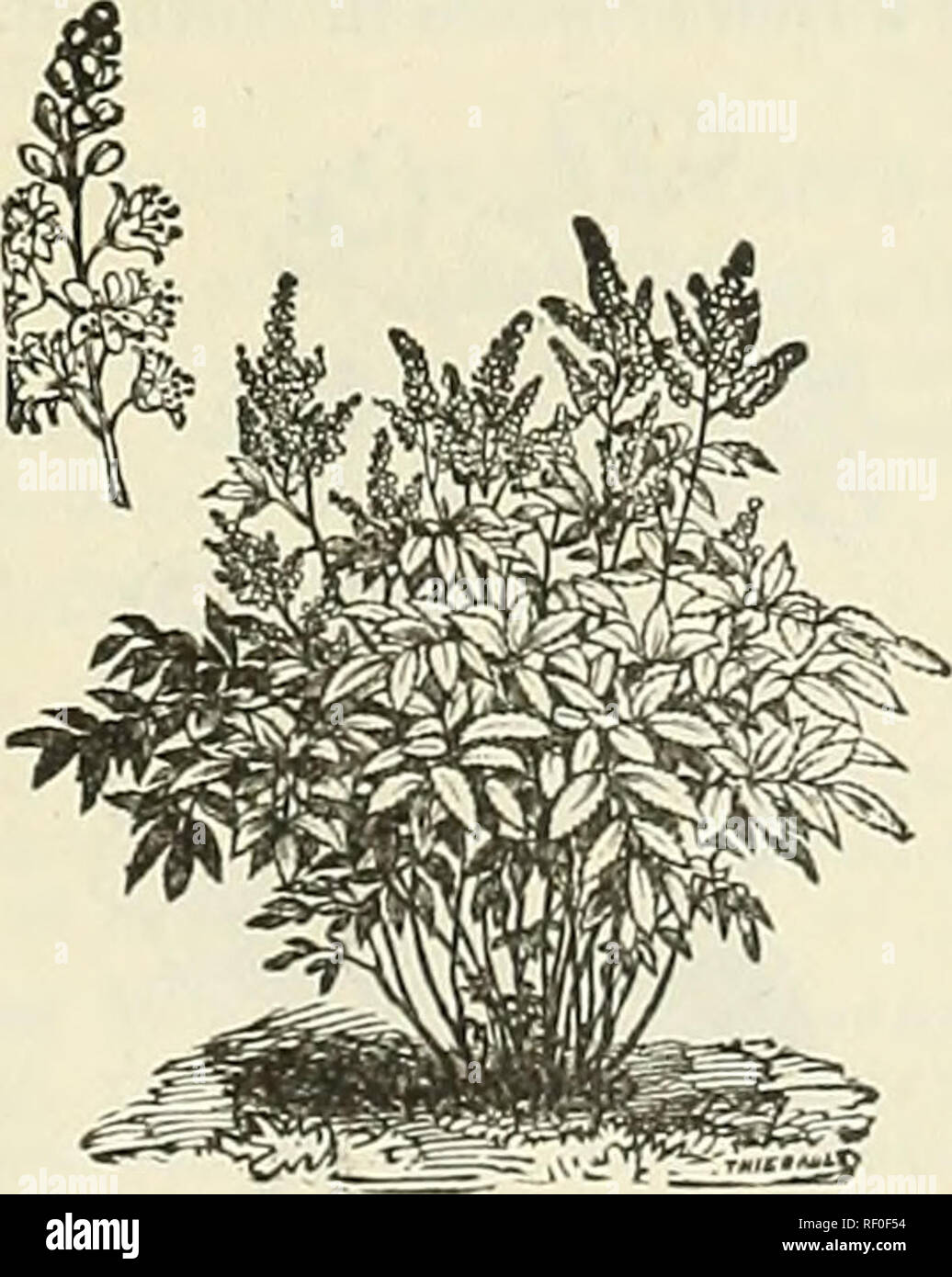 . Catalogue of nursery stock. Seed industry and trade Michigan Catalogs; Flowers Catalogs; Fruit Catalogs. HYDRANGEA THOMAS HOGG. PLUM (Prunus.) DoubIe= Flowering (P. Triloba)—A very desirable shrub introduced from Japan. Flowers semi-double, of delicate pink, upwards of an inch in diameter, thickly set. Hardy ; flowers in May. PRIVET (Ligustrum.) Scotch—A fine growing, branchy shrub, with deep green foliage and white flow- ers, followed in the Autumn by dark purple berries. Valuable fcr ornamental hedges. Golden Variegated ( Aurea Variegated)— Leaves of a striped golden color with yel- lowish Stock Photo
