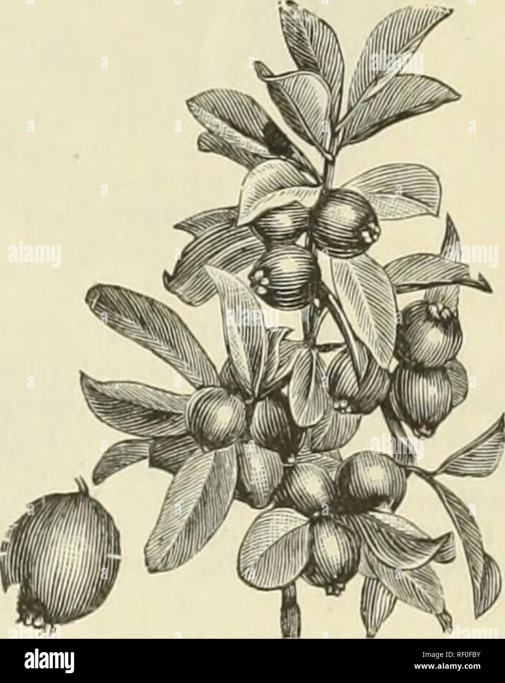 . Catalogue of the Palm and Citrus Nursery including tropical and semi