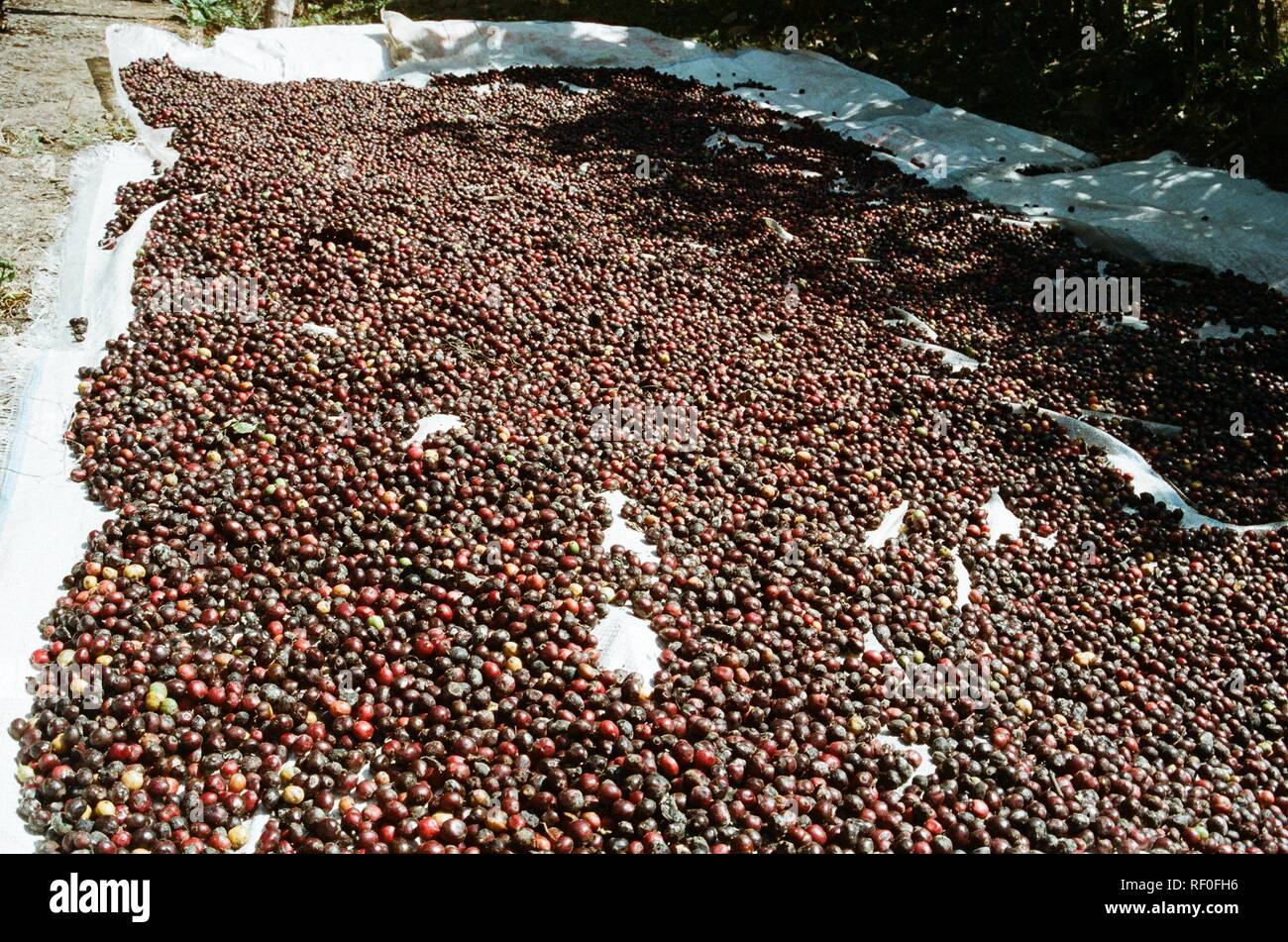 Black Pepper drying in the sun in Kerala, Southern India. Stock Photo