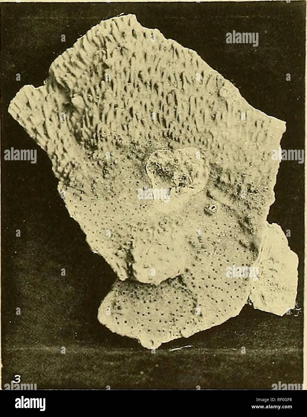 . Catalogue of the madreporarian corals in the British Museum. 1. MONTIPORA LOBULATA x a. 2. MONTIPORA BILAMINATA x | 3. MONTIPORA TUBIFERA x s Collo : Morgan &amp; Kidd, Richmond, S.W.. Please note that these images are extracted from scanned page images that may have been digitally enhanced for readability - coloration and appearance of these illustrations may not perfectly resemble the original work.. British Museum (Natural History). Dept. of Zoology. Stock Photo