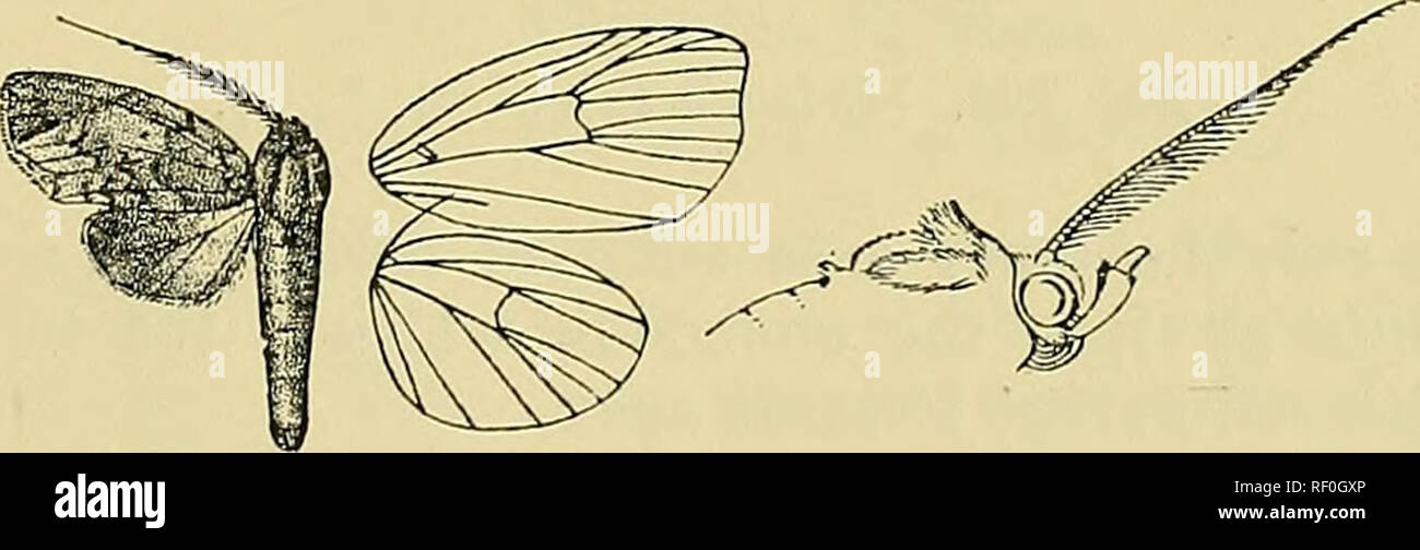 . Catalogue of the Lepidoptera Phalænæ in the British museum. Moths. ERI/ADA. 577 whitish ; hind wing whitish, the costal half suffused with red and irrorated with brown, a slight dark discoidal lunula, indistinct sinuous postmedial line from costa to vein 2, and subterniinal series of black points. Hah. Assam, Khasis, 1 6; Burma, Eangoon (Scott), 1 d&quot; fyP^, E. Pegu, Tenasserim ; Bali (DoJiertij), 4 c?, 1 ? • Exp. 22-26 millim. Genus ERIZADA. „ Type. F.rizada, Wlk. xxxii. 506 (1865) semifervens. Bhizana, Wlk. xxxiii. 719 (1865) semifervens. Tinosoma, Hmpsn. Moths Ind. ii. p. 426 (1894) se Stock Photo