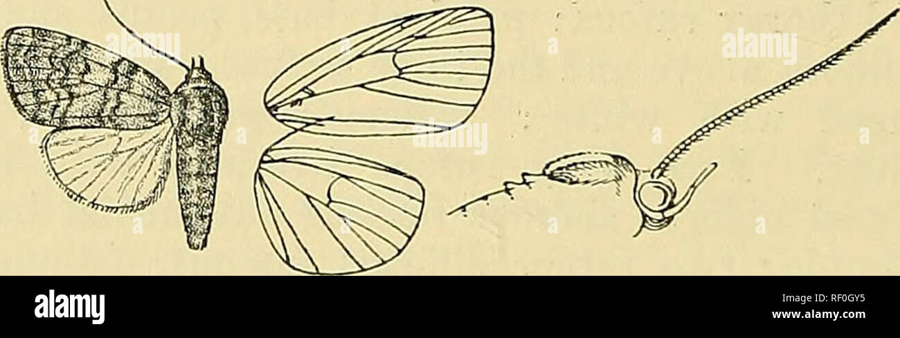 . Catalogue of the Lepidoptera Phalænæ in the British museum. Moths. 574 NOCTUIDiE. 1 9 type, ]Iaskelij'a {de Mowhrcnj),! (5,1$; BaRjiv, Ranso^^'ii jST. Khyeii Hills (Watson), 4: cJ, 3 $ ; Singapore (Ridlei/), 2 S, ] 2 ; Br. N. Guinea, Ekeikei (Pratt), 4 c?; Queensland, Towns- ville (Dodd), 1 c? • E.vj-). 30-40 millim. G980. Maurilia arcuata. Xanthndes arcuata, Wlk. xii. 779 (1857). Maurilia luhina, Mosl'IiI. Verli. z.-b. VVien. xxxiii. p. 29S, pi. xvi. f. 13 (1884). Head and thorax pale reddish ochreous; palpi at base, pectus and legs white, the fore and mid tibiae pale rufous, the tarsi ruf Stock Photo