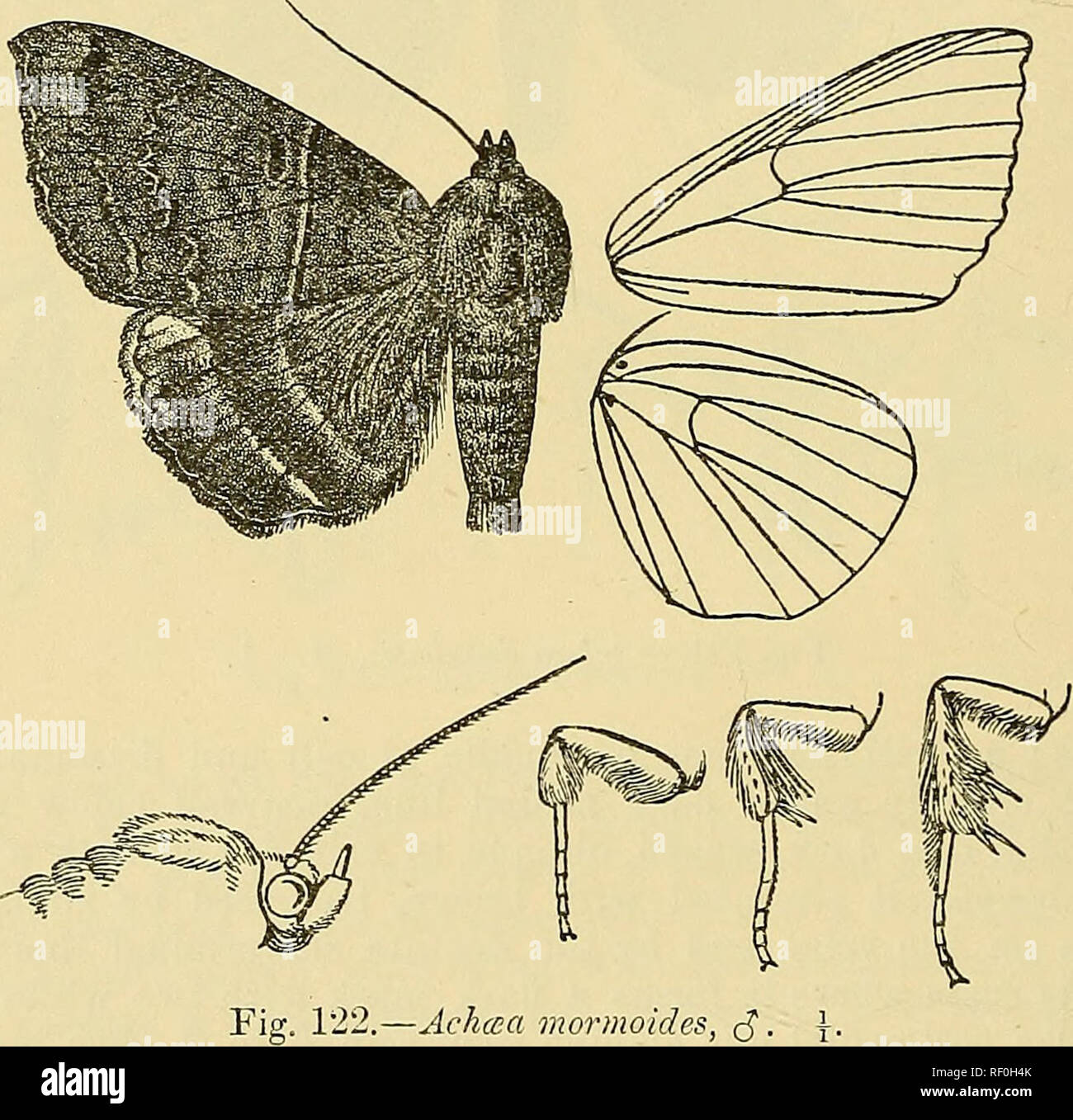 . Catalogue of the Lepidoptera Phalænæ in the British museum. Moths. 502 NOCTUID^. irrorated with brown ; fore wing with white band with sinuous edges from below middle of costa to tornus, with an oblique dark discoidal striga on it, the postmedial patch as above ; hind wing with curved postmedial line and indistinct waved subterminal line with slight whitish spots bej'ond it. Eah. Geem. E. Apeica, Ituraba, Kongwa {Wood), 1 $; N.E. IIhodesia, Loangwa K. {Neave), 1 S type. Exp. 70 millim. c. Hind wing of male with a minute corneous hook at base of median nervui'e on underside and minute corneou Stock Photo