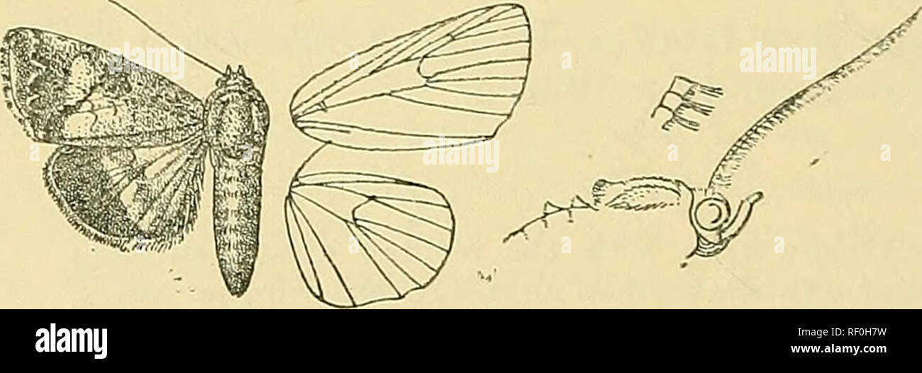 . Catalogue of the Lepidoptera Phalænæ in the British museum. Moths. &quot;110 N0CTUIDJ5. i*. Fore wing without irregular black markings on inedial and tei-minal areas, a'. Fore wing uiostlv snifused with black- brown. a&quot;. Fore wing with tlie white band on outer edge of postuiedial line obsolete below vein 4 nigruiis. h^. Fore wing with the white band on outer edge of postmedial line entire varians. i*. Fore wing not .suffused with blajk-brown. a^. Fore wing with the anteniedial line not oblique and approximated to the post- medial line at inner margin, ft'. Fore wing with distinct white  Stock Photo