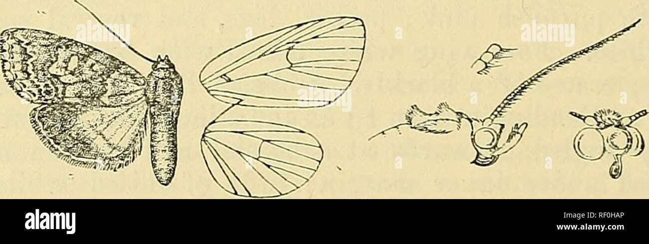 . Catalogue of the Lepidoptera Phalænæ in the British museum. Moths. 382 NOCTUID^f). apex to vein 2 ; the underside white, the terminal area black from apex to vein 3. Ilnh. Queensland, Kuranda (Dodd), 1 $ t^-pe. Ex2'&gt;. 30 millim, *6706. Calatlmsa stenophylla. (Plate CLXXXTV. fig. 16.) Cm-ula stenophylla, Turner, Pr. Linn. Soc. N. S. W. xxvii. p. 100 (1902). (J. Head and thorax grey; palpi, antennae, a patch on tegulse, and metathoracic crest black ; abdomen grey dorsally slightly tinged vrith brown. Fore wdng grey; the subbasal line blackish, curved, from costa to vein 1, followed by a bla Stock Photo
