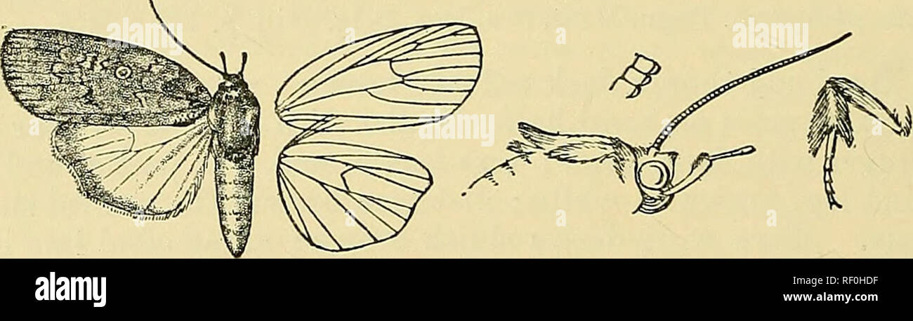 . Catalogue of the Lepidoptera PhalÃ¦nÃ¦ in the British museum. Moths. 368 NOCT 010.53. Genus OCHTHOPHORA. Type. Ochfhophora, Turner, V. Linn. Soc. N. S. W. xxvii, p. 89 (1902) . seric/na. Proboscis fully developed ; palpi obliquely upturned, the 2nd joint reaching to just above vertex of head and slightly fringed with hair above towards extremity, the 3rd long, porroct, and somewhat dilated at extremity; frons .smooth with ridge of hair above ; eyes large, round ; antennae of male some- â what laminate and ciliated ; thorax clothed almost entirely with scales, the prothorax without crest, the Stock Photo
