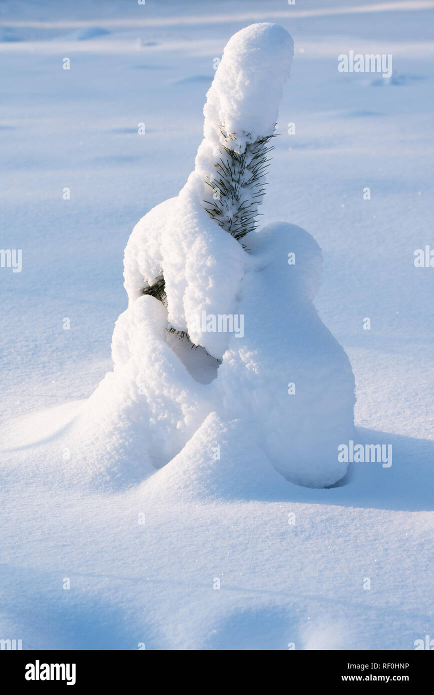 Young Scots pine tree (Pinus sylvestris) covered with snow Stock Photo ...