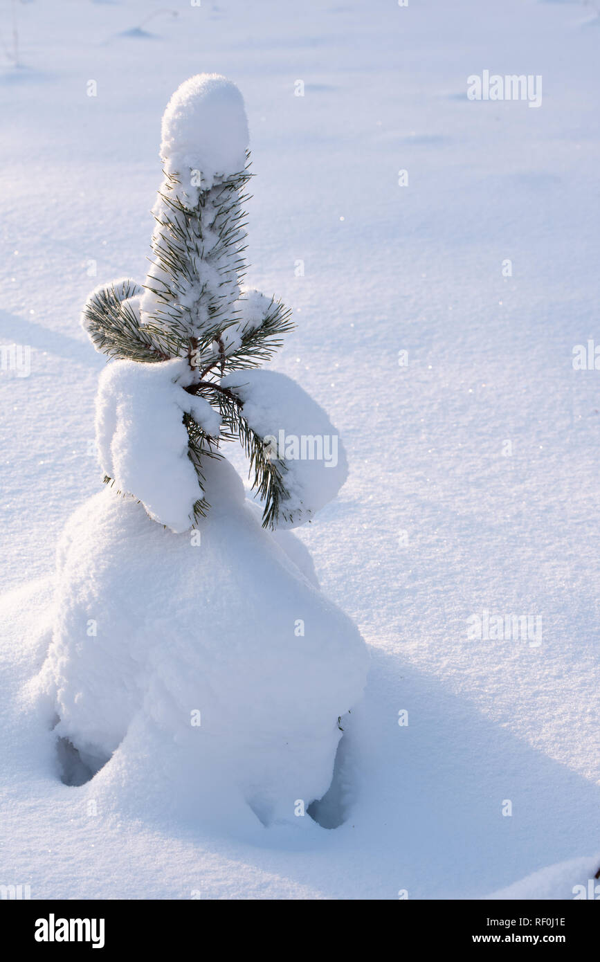Young Scots pine tree (Pinus sylvestris) covered with snow Stock Photo ...