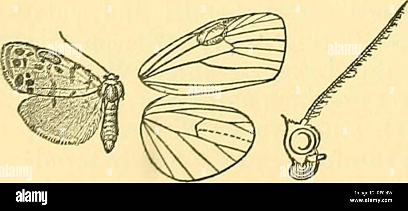 . Catalogue of the Lepidoptera Phalaenae in the British Museum. Moths; Lepidoptera. 300 AECXIAD^. 628. CMonaBma ridleyi, n. sp. (Plate XXXIY. fig. 14.) c?. White; palj^i tinged with crimson; tegulse and patagia edged with crimson; metathorax and legs with crimson bands; abdomen tinged with crimson. Pore wing with the costal edge crimson to the antemedial band ; a subbasal line not reaching inner margin; the antemedial band moderately broad and slightly bent inwards to costa; small black spots in end of cell and at angles, the two upper slightly edged by crimson scales, the lower on a short cri Stock Photo
